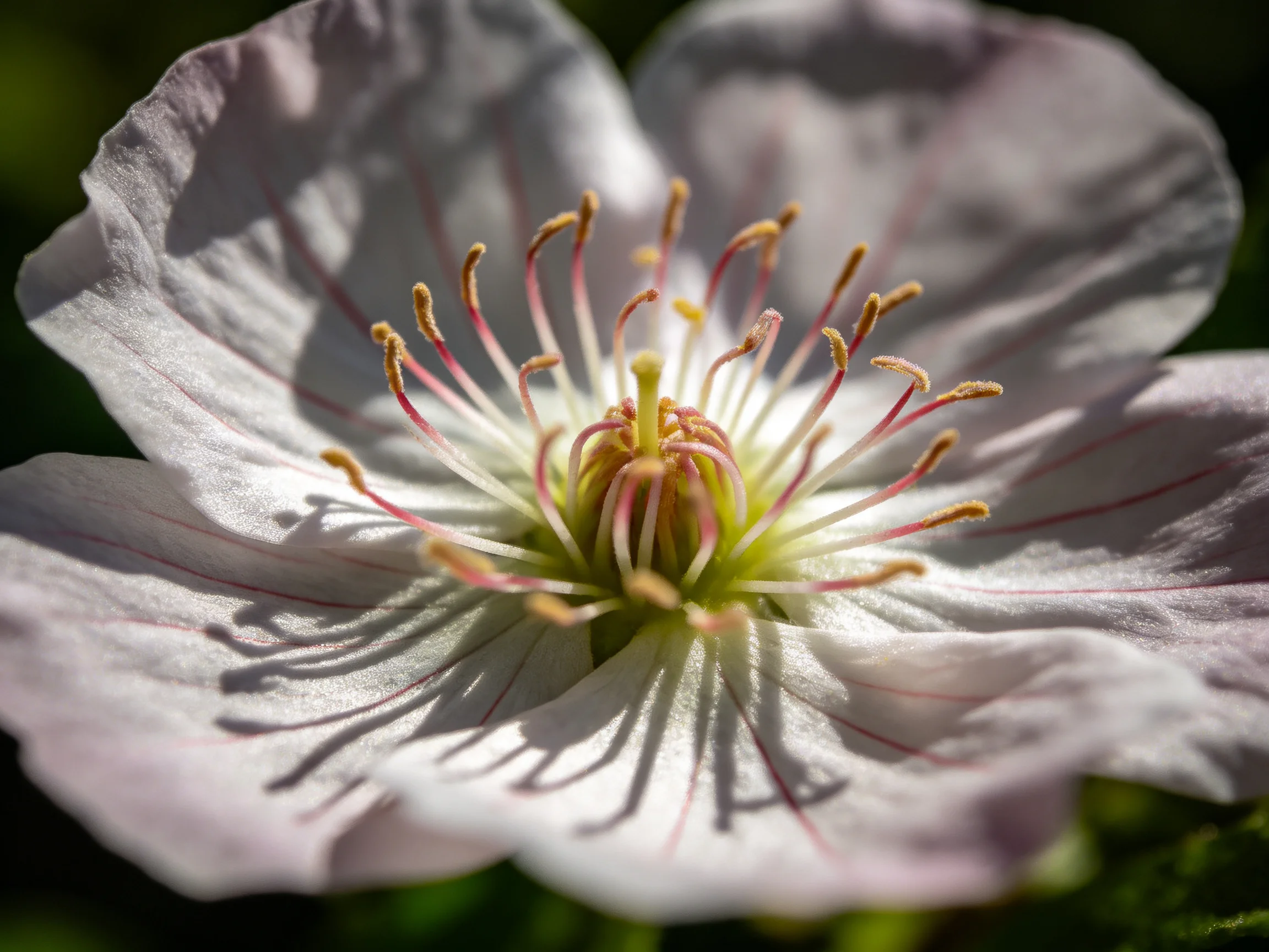 A close - up of a delicate white flower with pink stamens