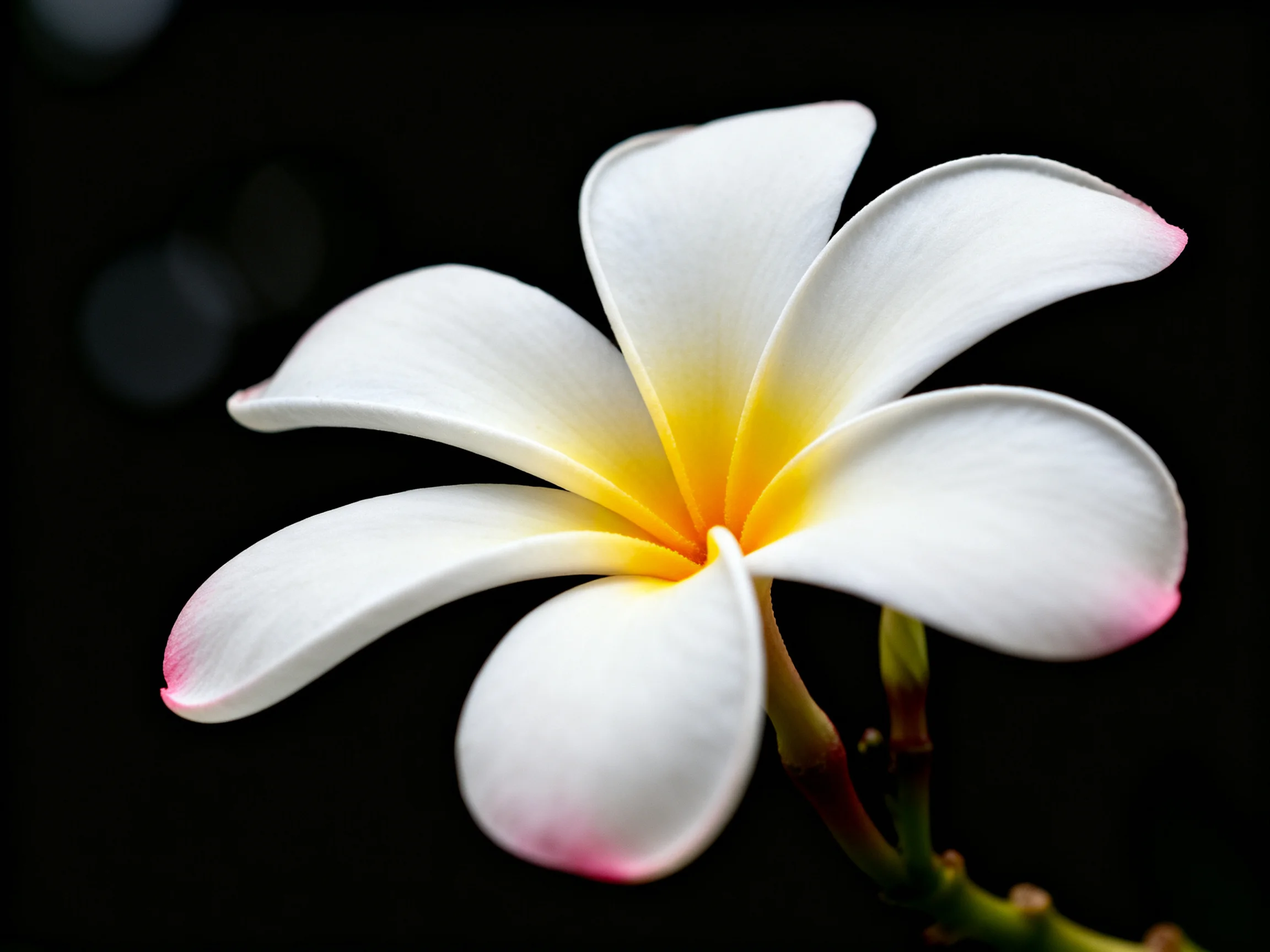 A close - up of a frangipani flower with pink - tipped petals and a yellow center