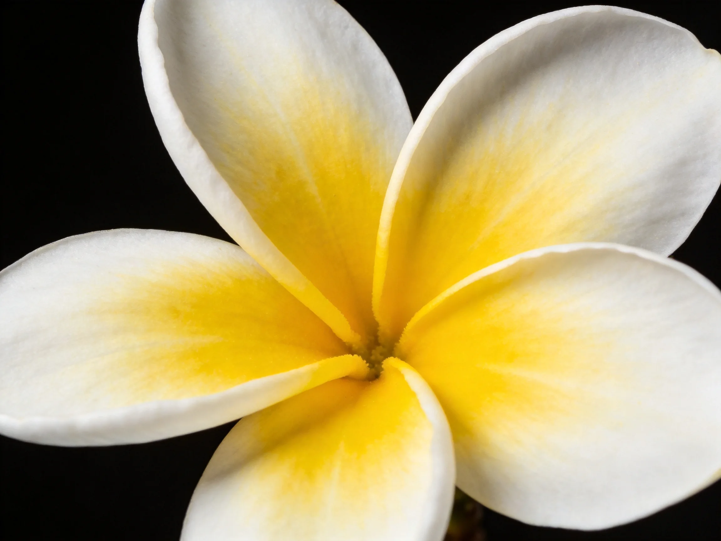A close - up of a frangipani flower with white petals and yellow centers