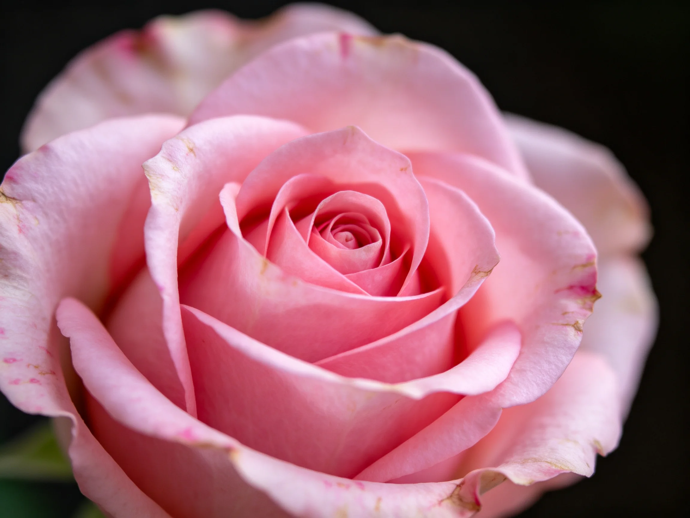 A close-up of a fully bloomed soft pink rose with delicate petals