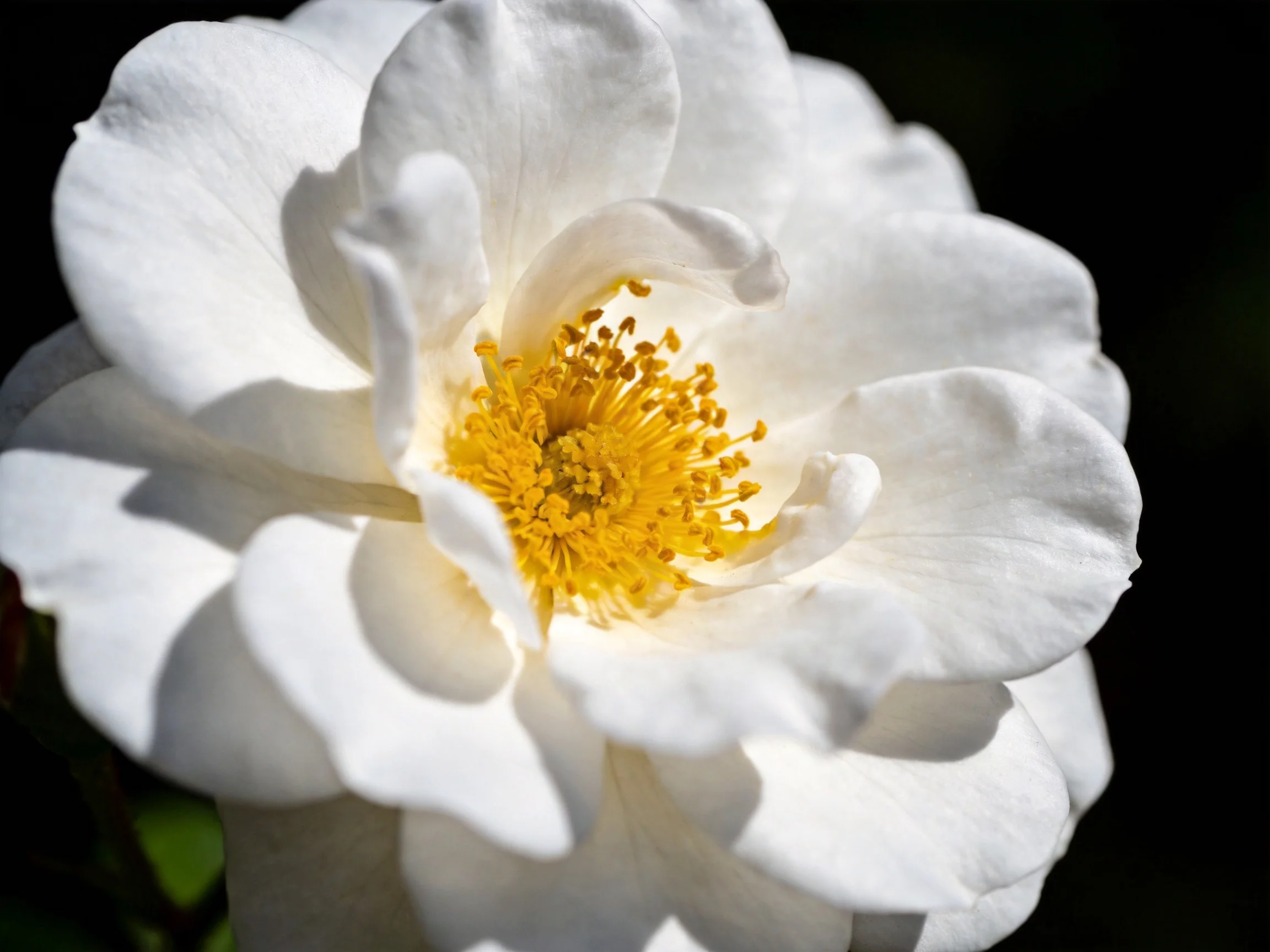 A close - up of a fully bloomed white rose with a bright yellow center