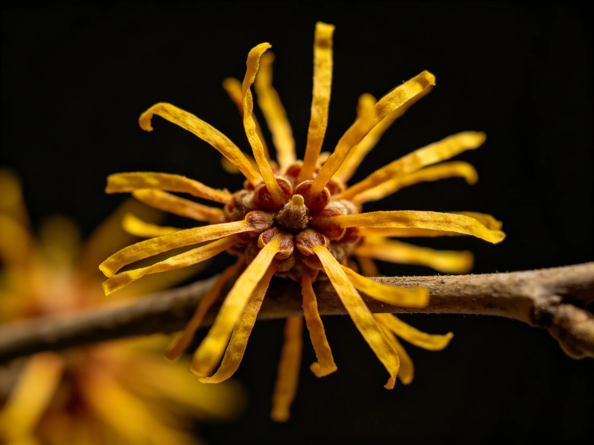 A close - up of a golden witch hazel flower with slender petals