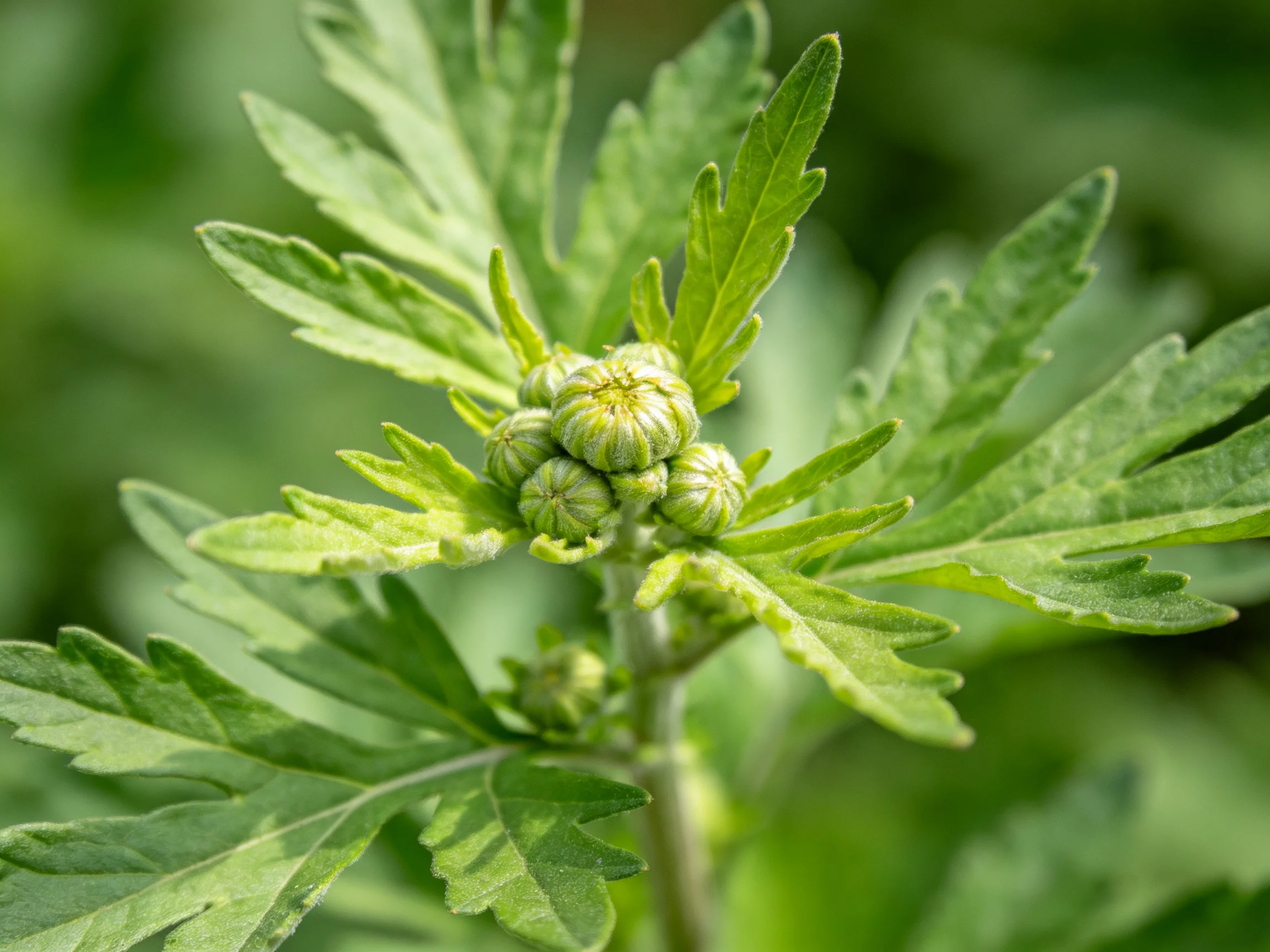 A close - up of a green herb plant with small flower buds