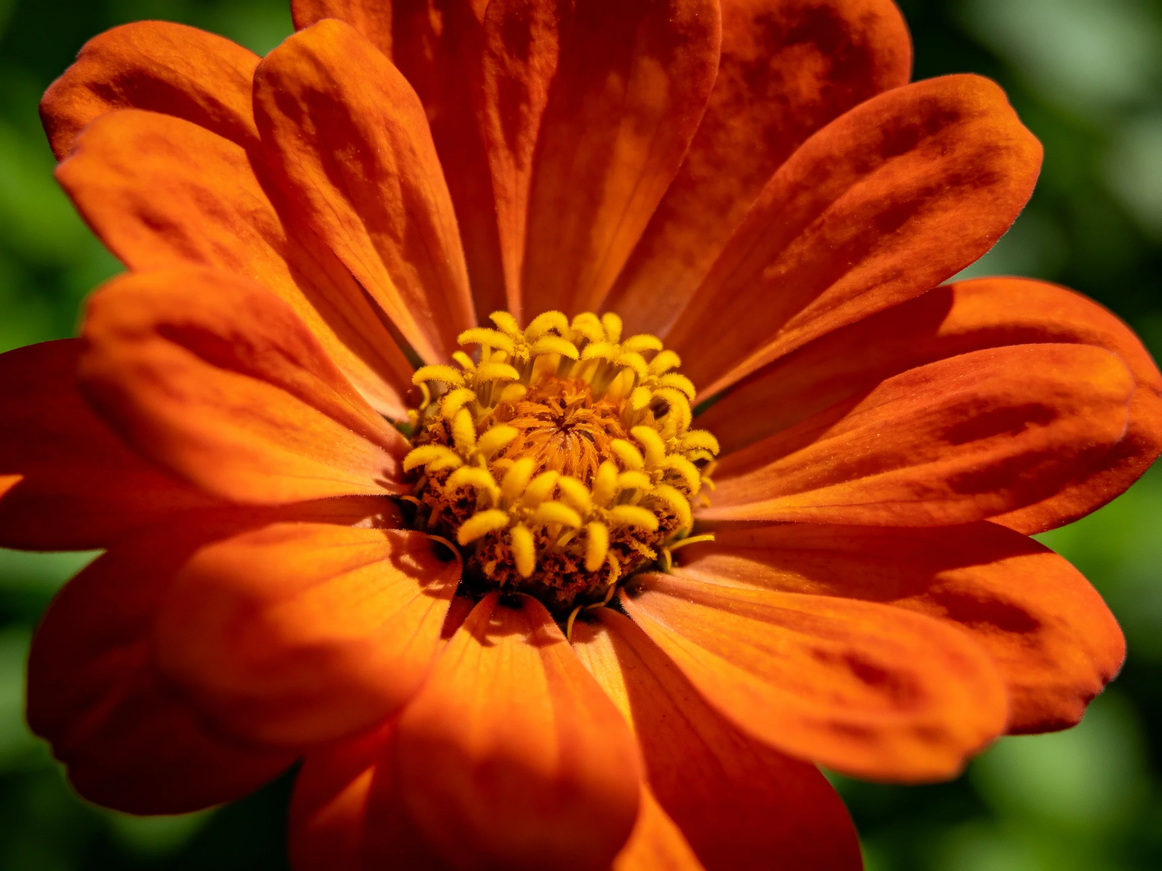 A close - up of a large orange zinnia with a yellow center