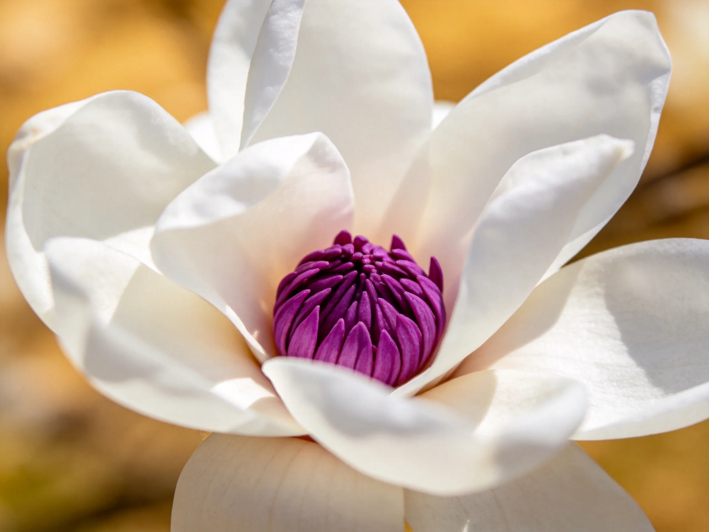 A close - up of a magnolia flower with white petals and vibrant purple center