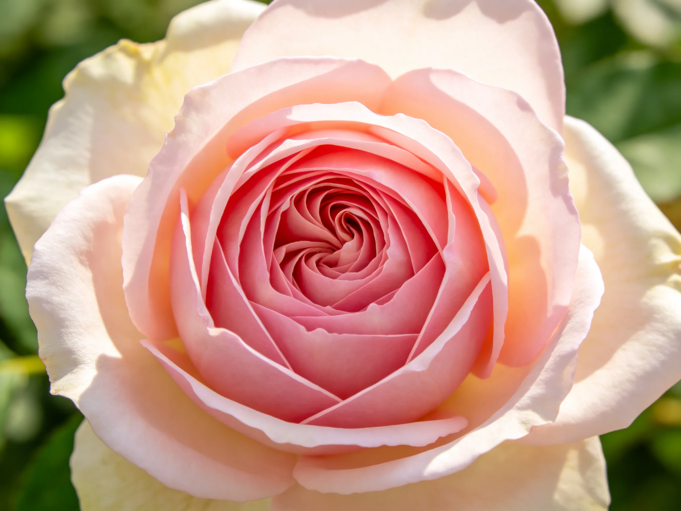 A close-up of a pink and cream rose with layered petals