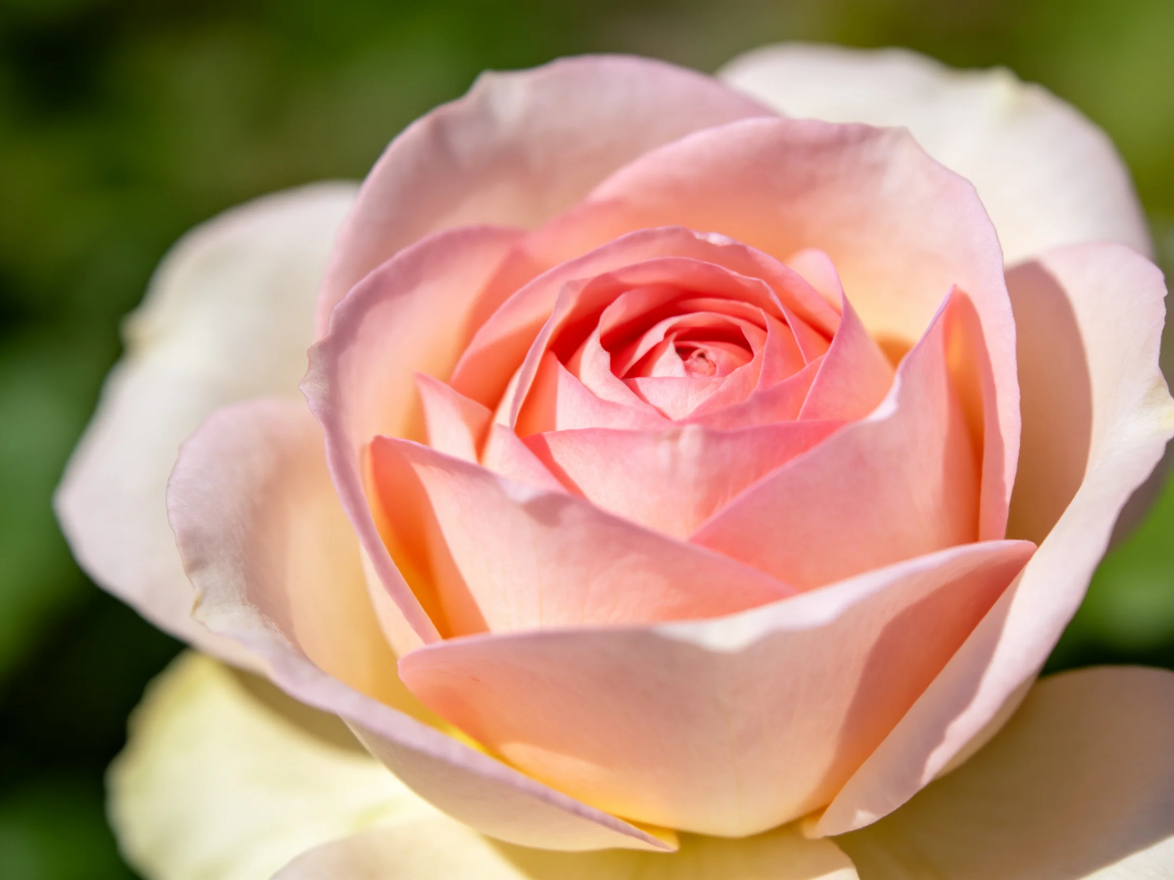 A close - up of a pink and ivory rose with layered petals