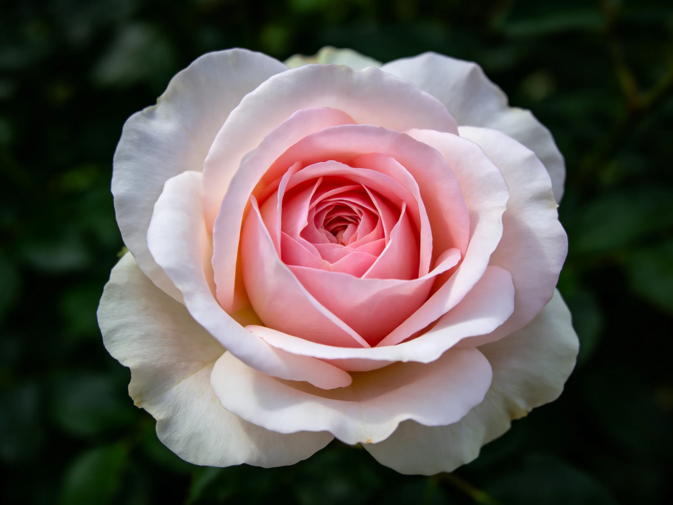A close - up of a pink and white rose with layered petals