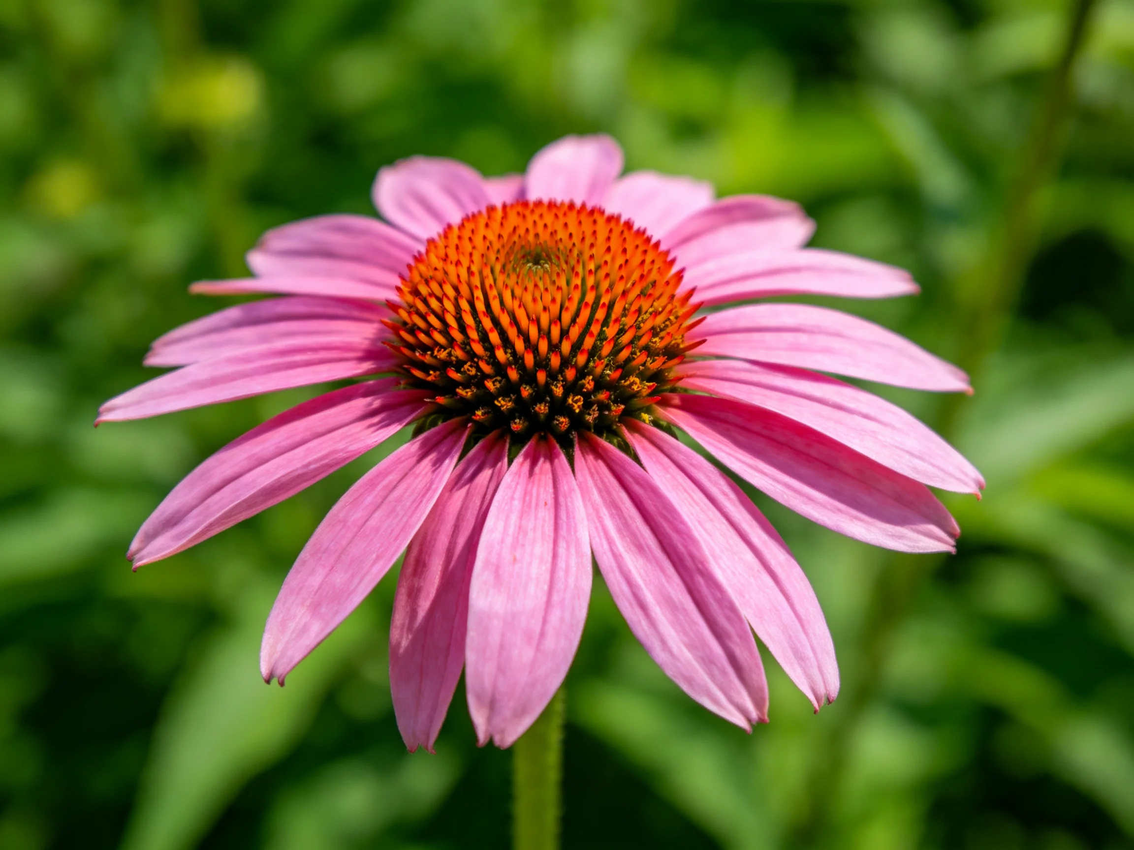 A close - up of a pink coneflower with an orange central cone