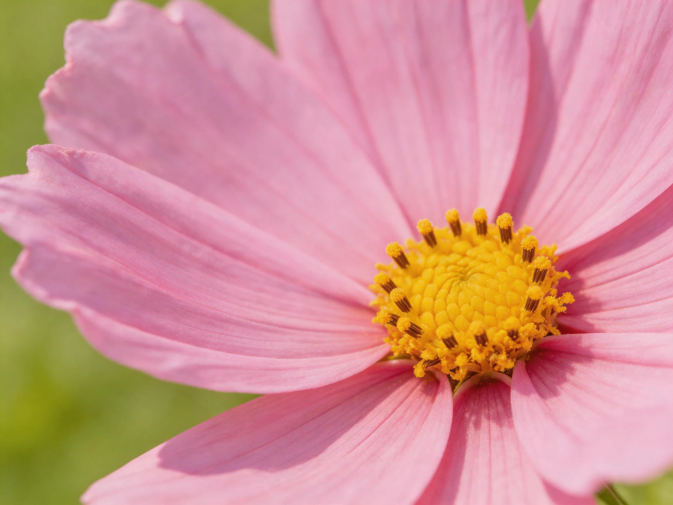 A close - up of a pink cosmos flower with a bright yellow center