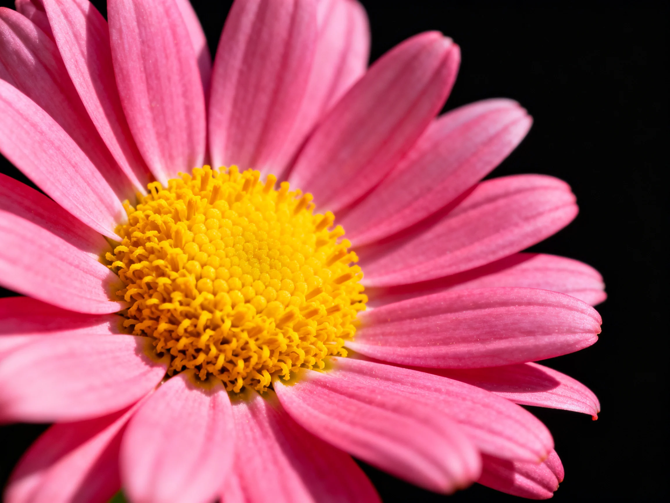 A close - up of a pink daisy with a bright yellow central disc