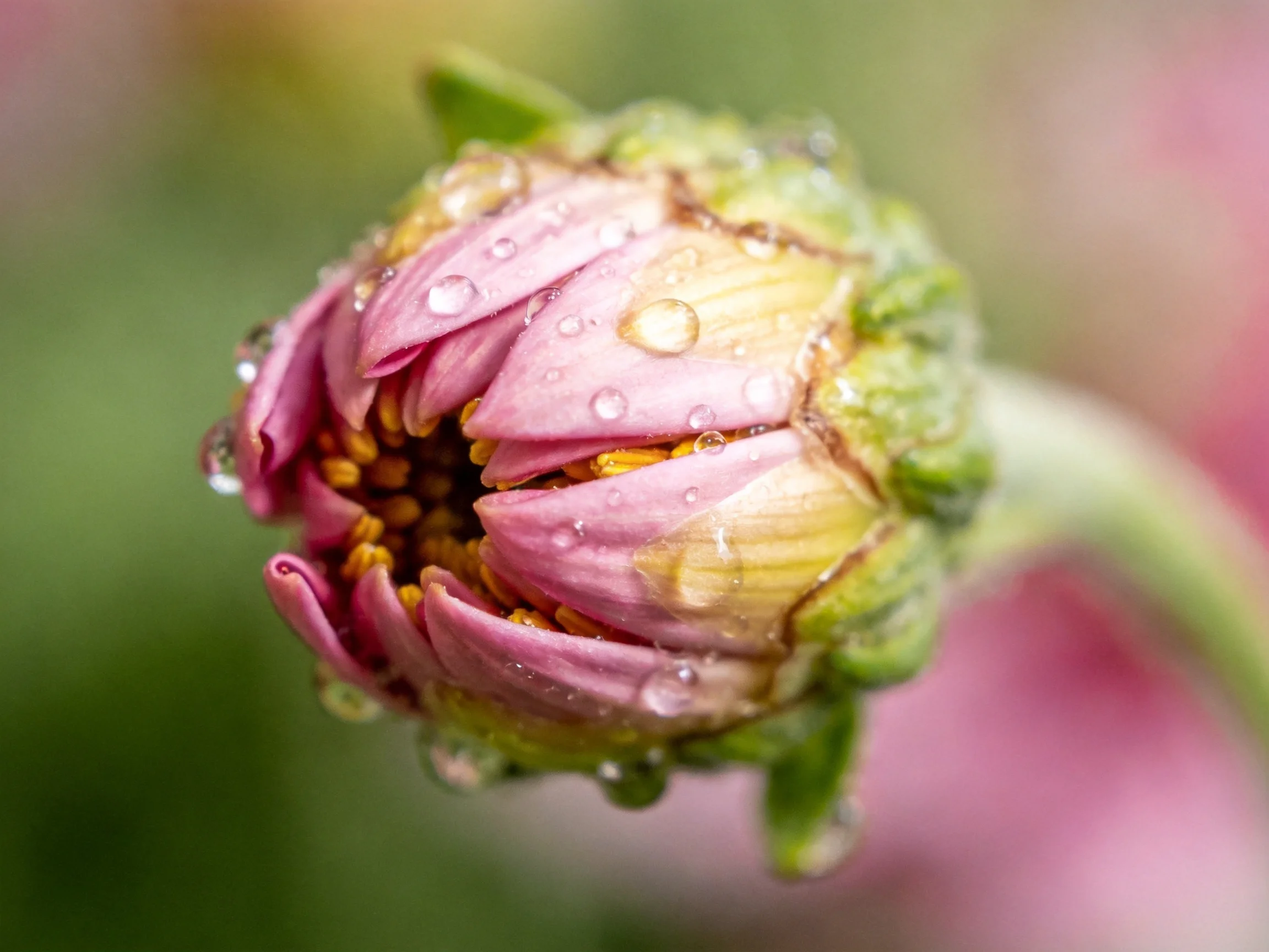 A close-up of a pink flower bud with water droplets