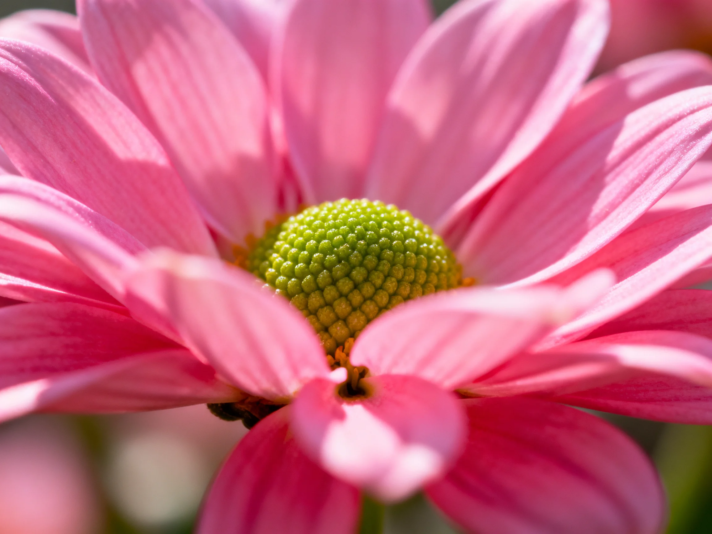 A close - up of a pink flower with a textured green center