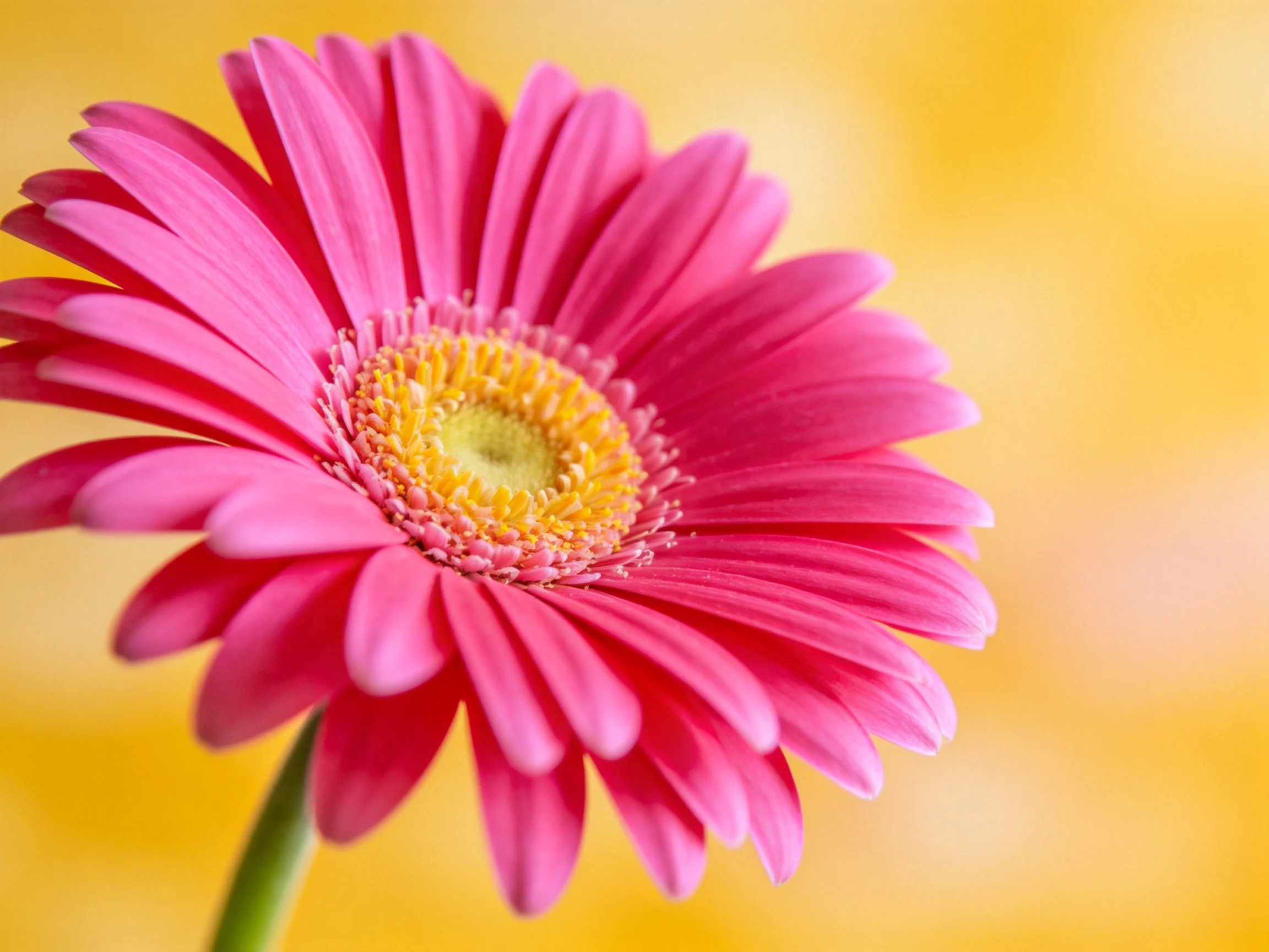 A close - up of a pink gerbera daisy with a yellow center on a soft yellow background