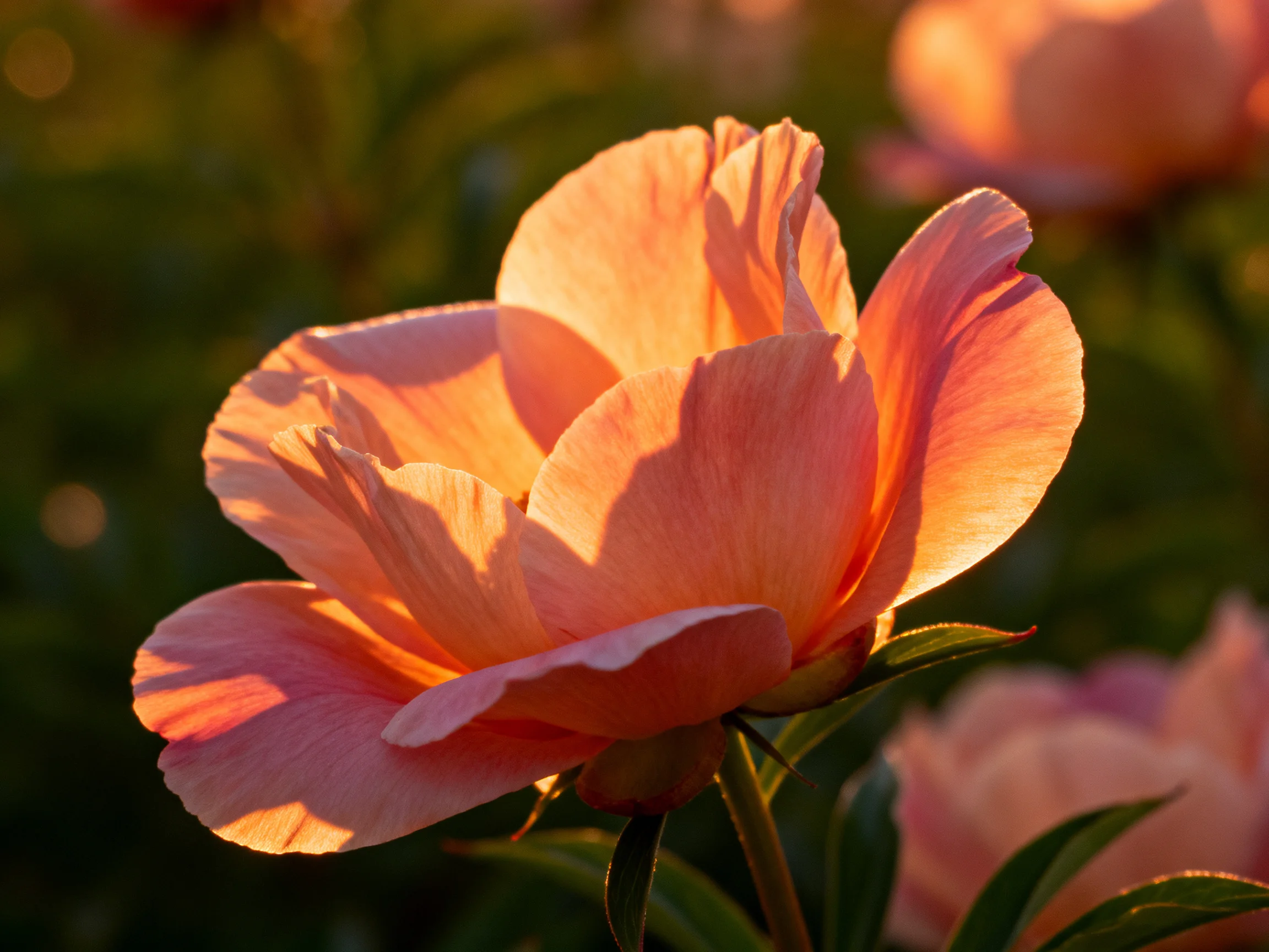A close - up of a pink peony flower lit by golden sunlight