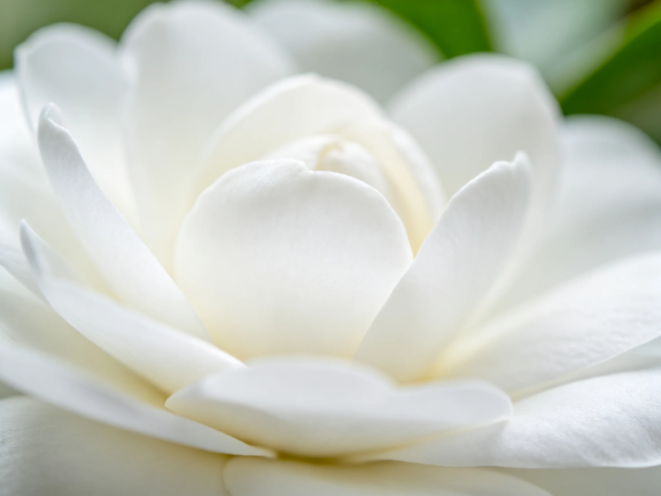 A close - up of a pristine white flower with layered petals