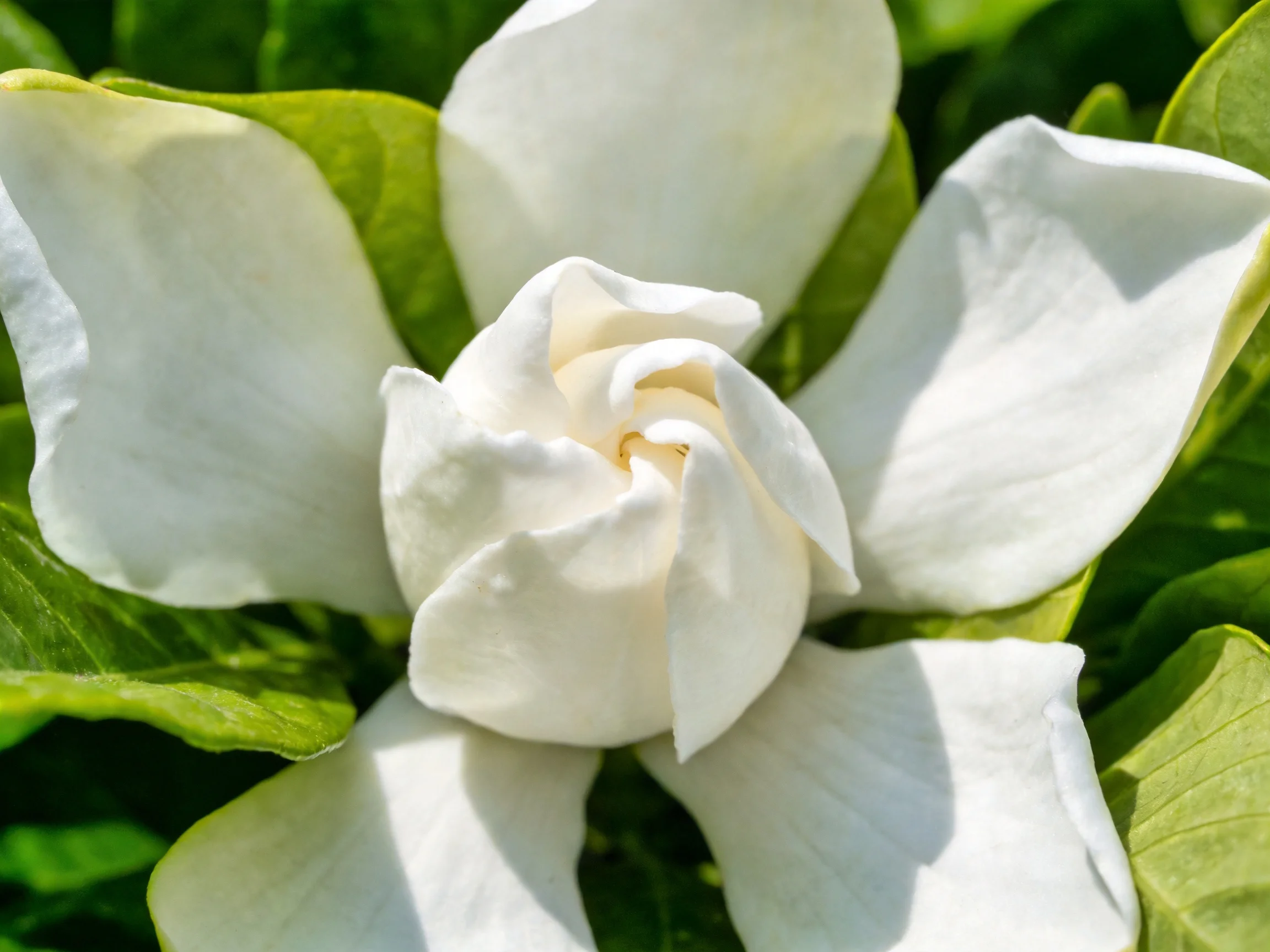 A close - up of a pristine white gardenia with vibrant green leaves
