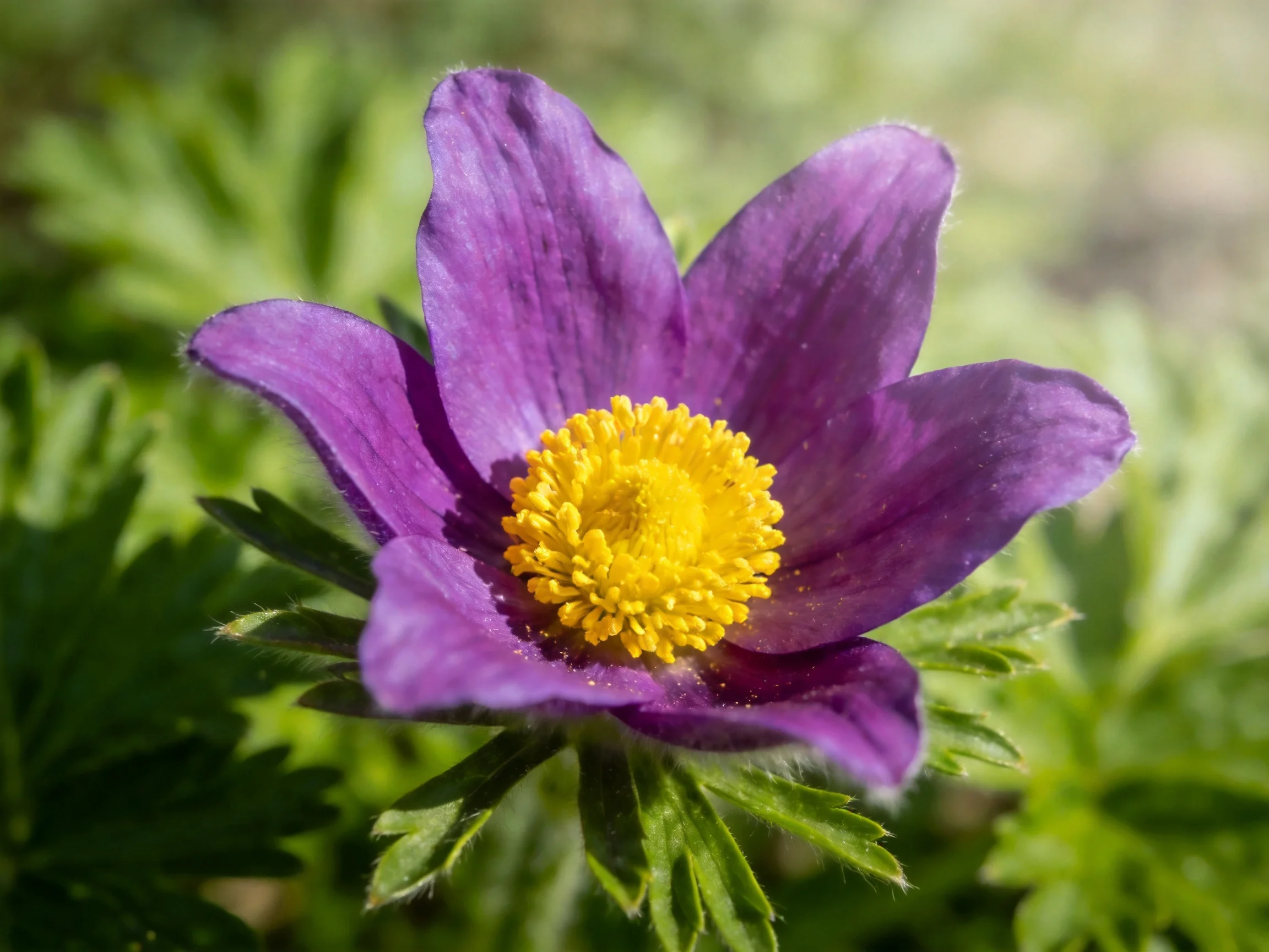 A close - up of a purple anemone with a yellow center and green foliage