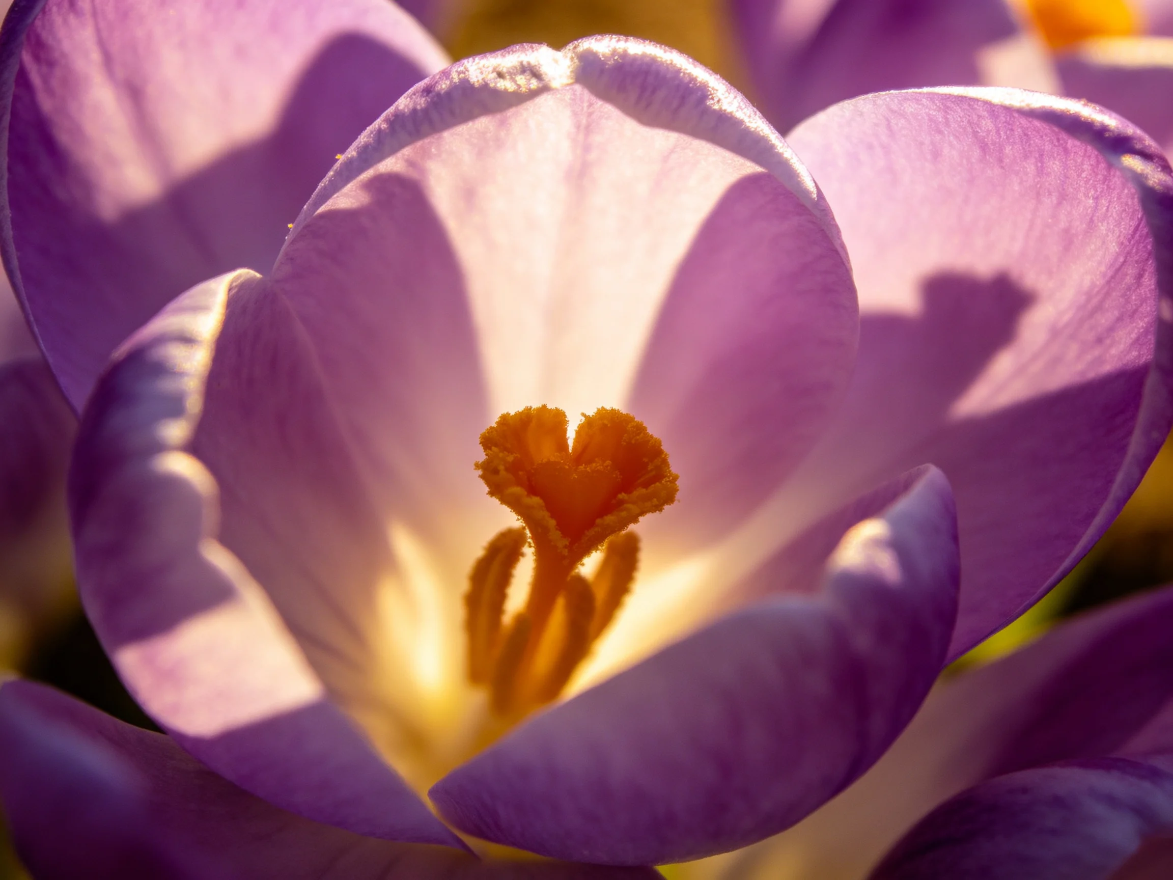 A close-up of a purple crocus with a golden heart-shaped center