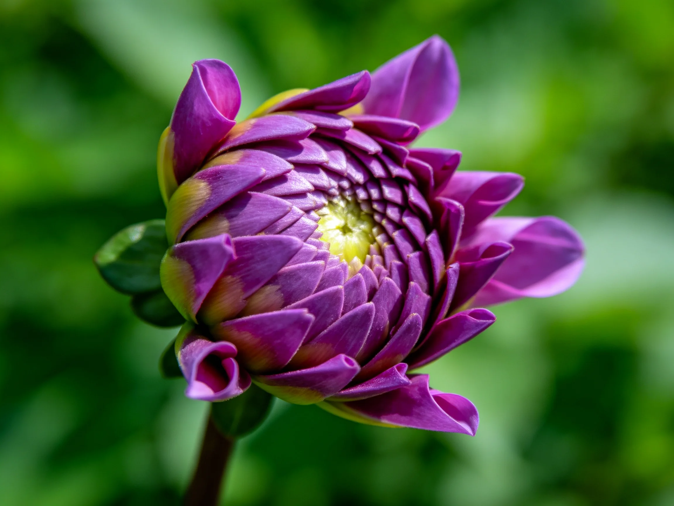A close - up of a purple dahlia bud with a yellow - green center