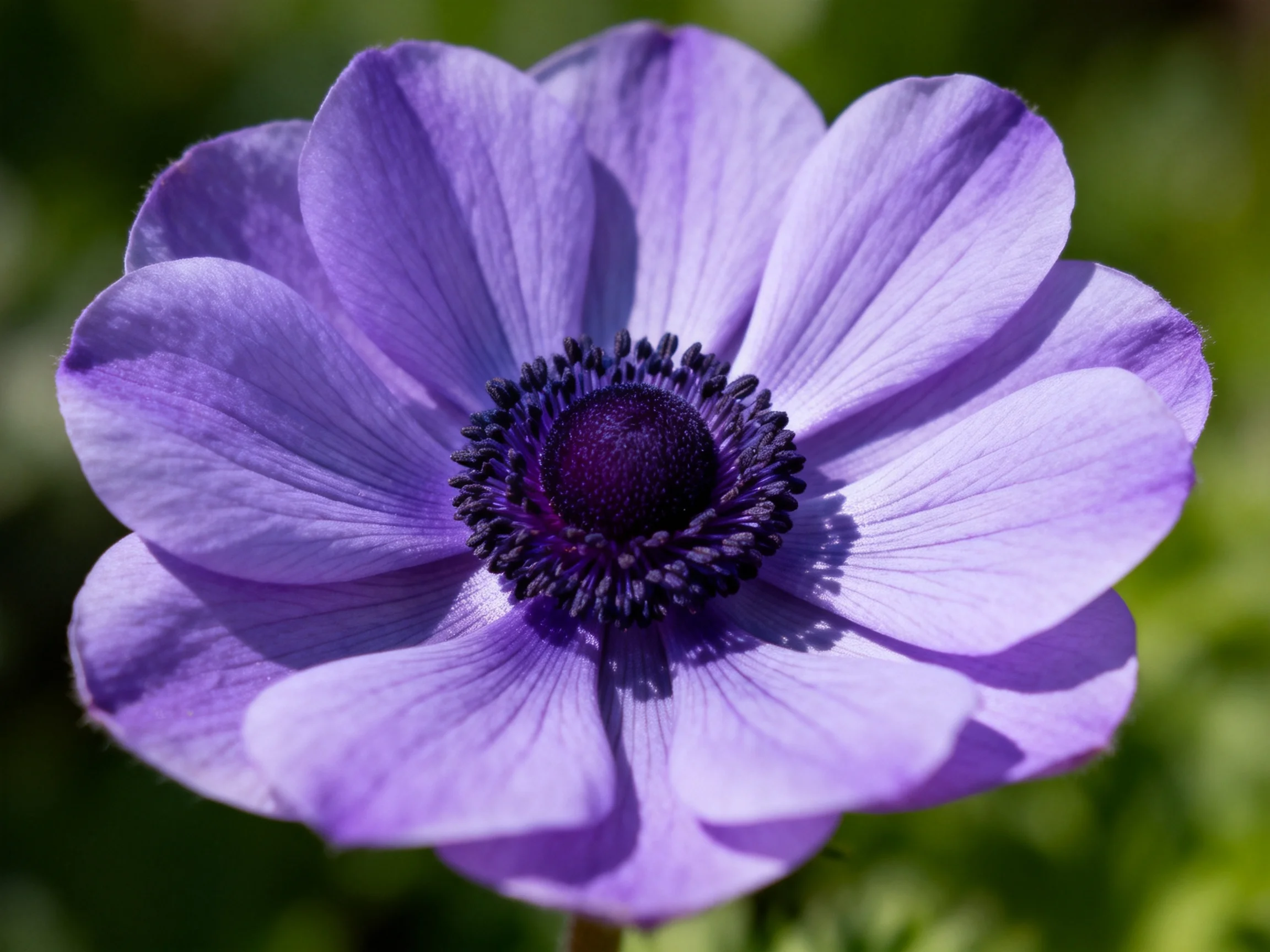 A close - up of a purple flower with layered petals and dark center