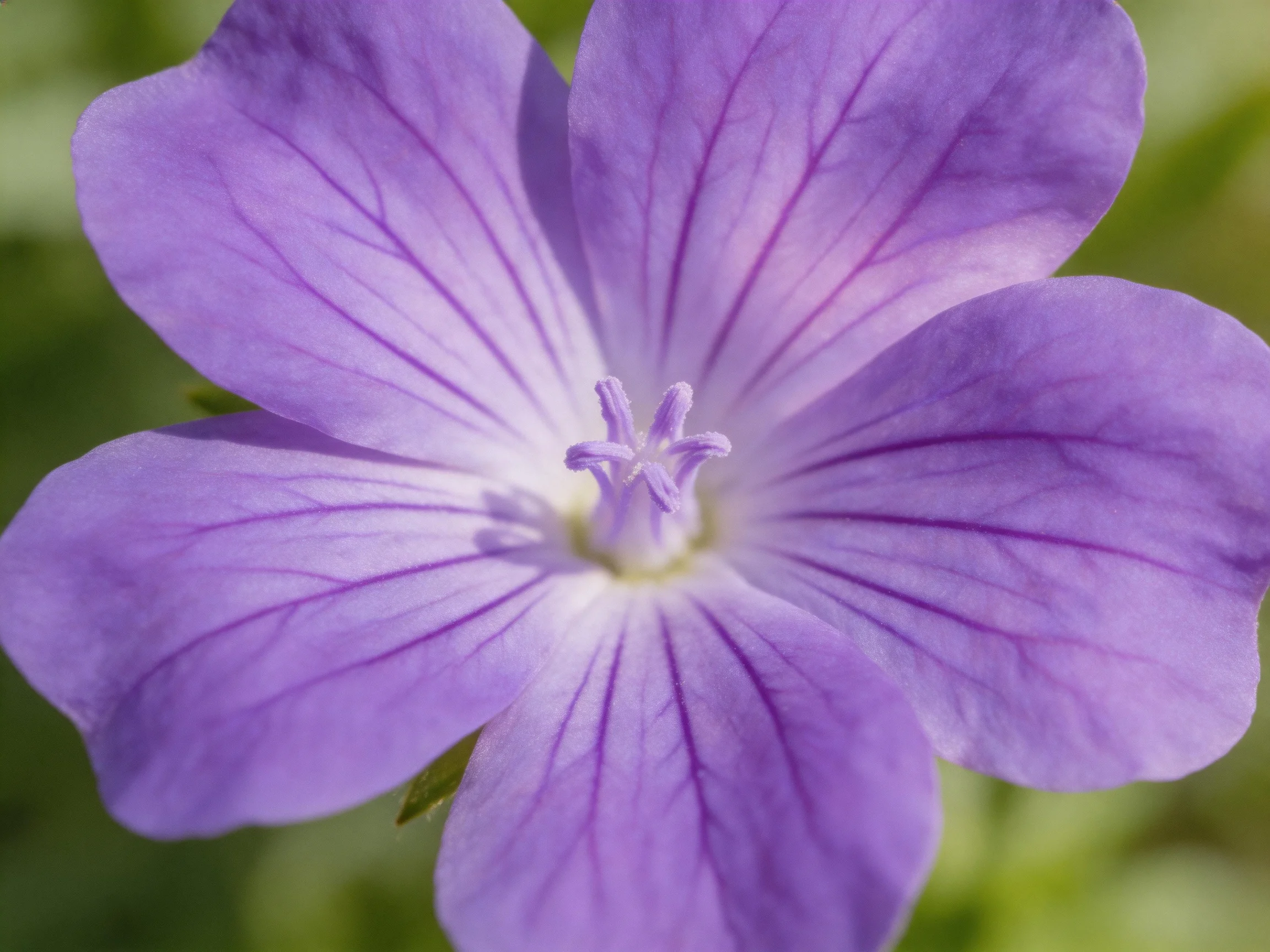 A close - up of a purple geranium flower with prominent petal veins
