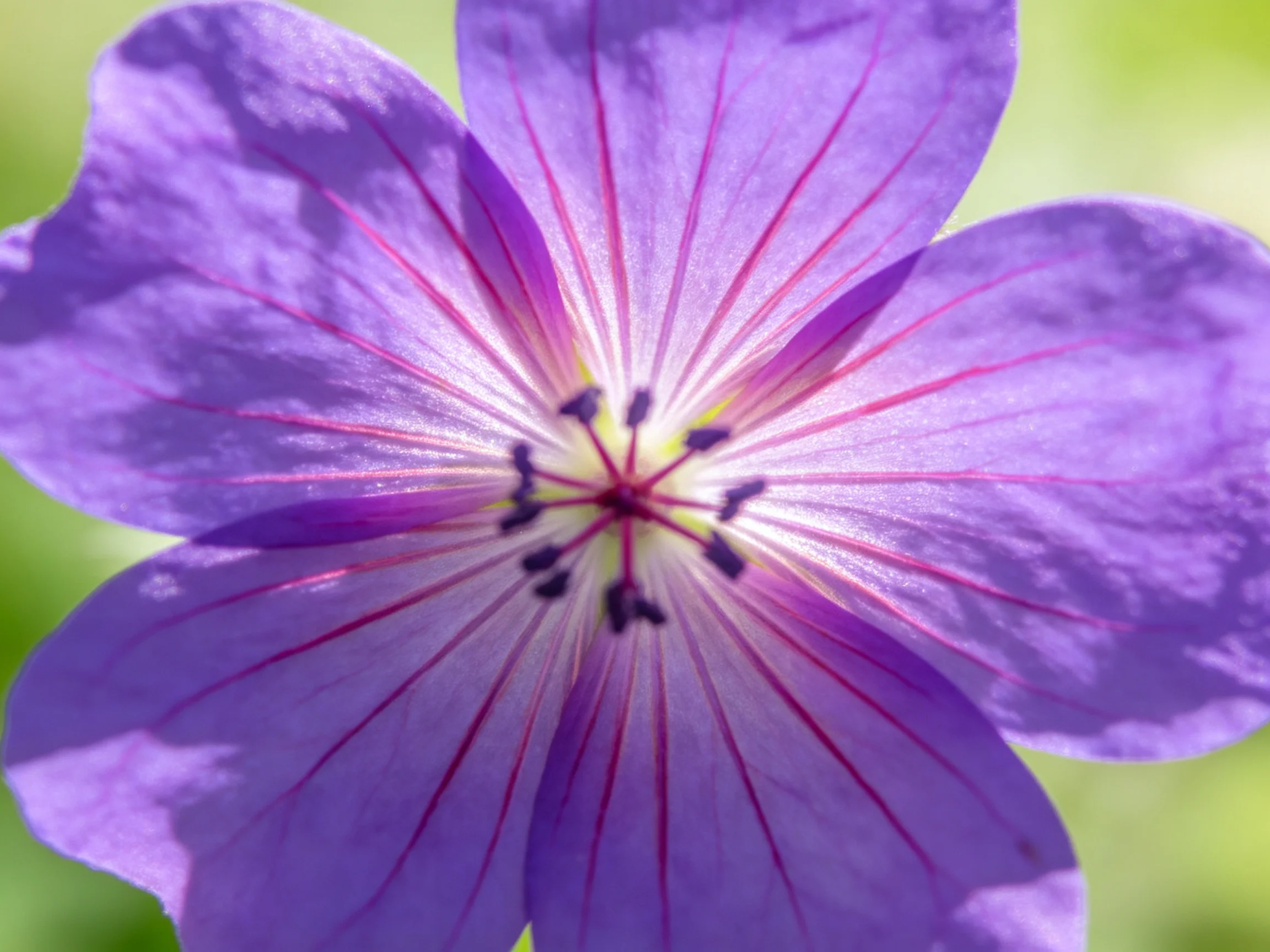 A close-up of a purple geranium with prominent radial petal veins