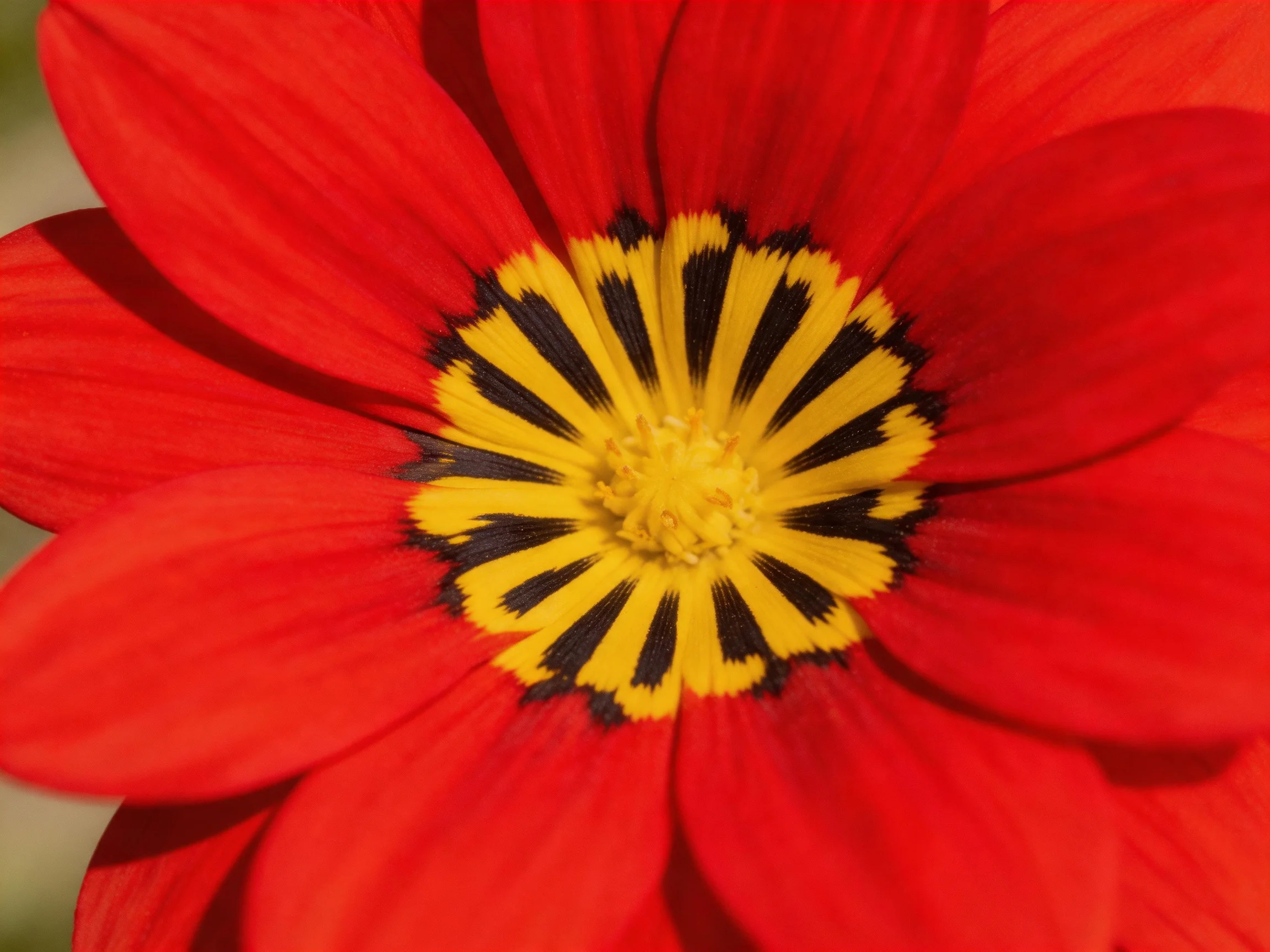 A close - up of a red flower with a striking yellow and black center