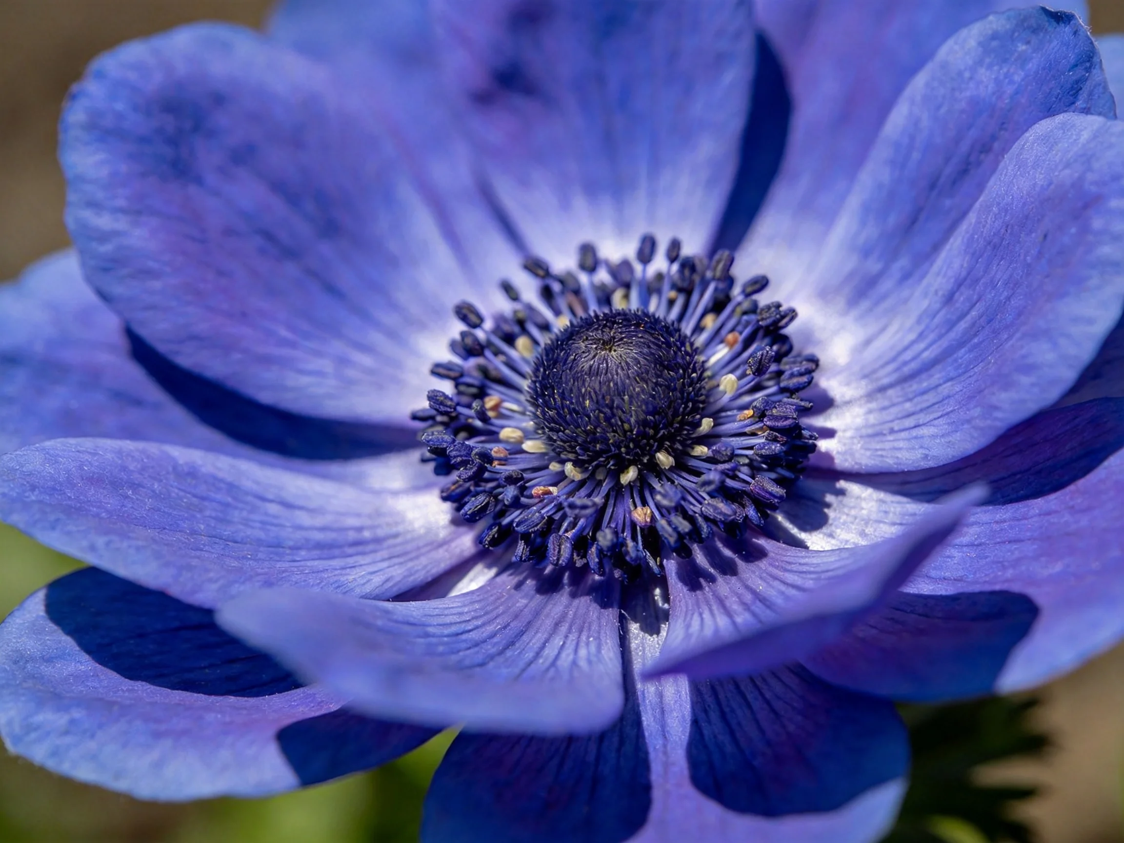 A close - up of a richly colored blue - purple anemone with detailed center