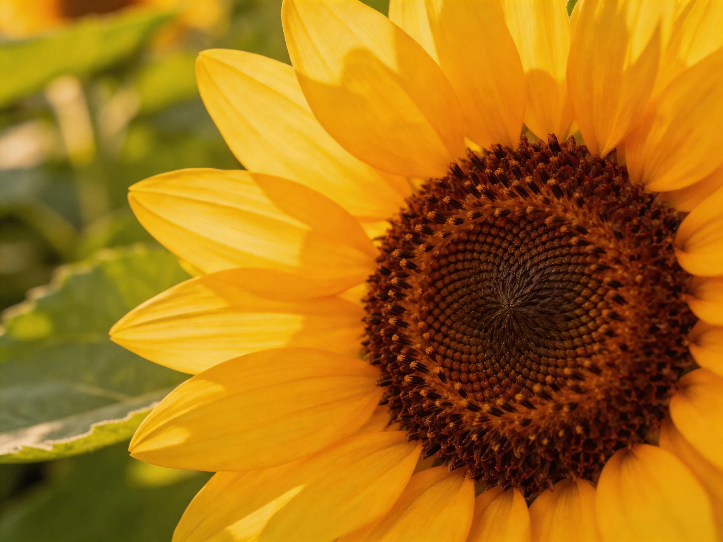 A close - up of a sunflower with bright yellow petals and dark brown center