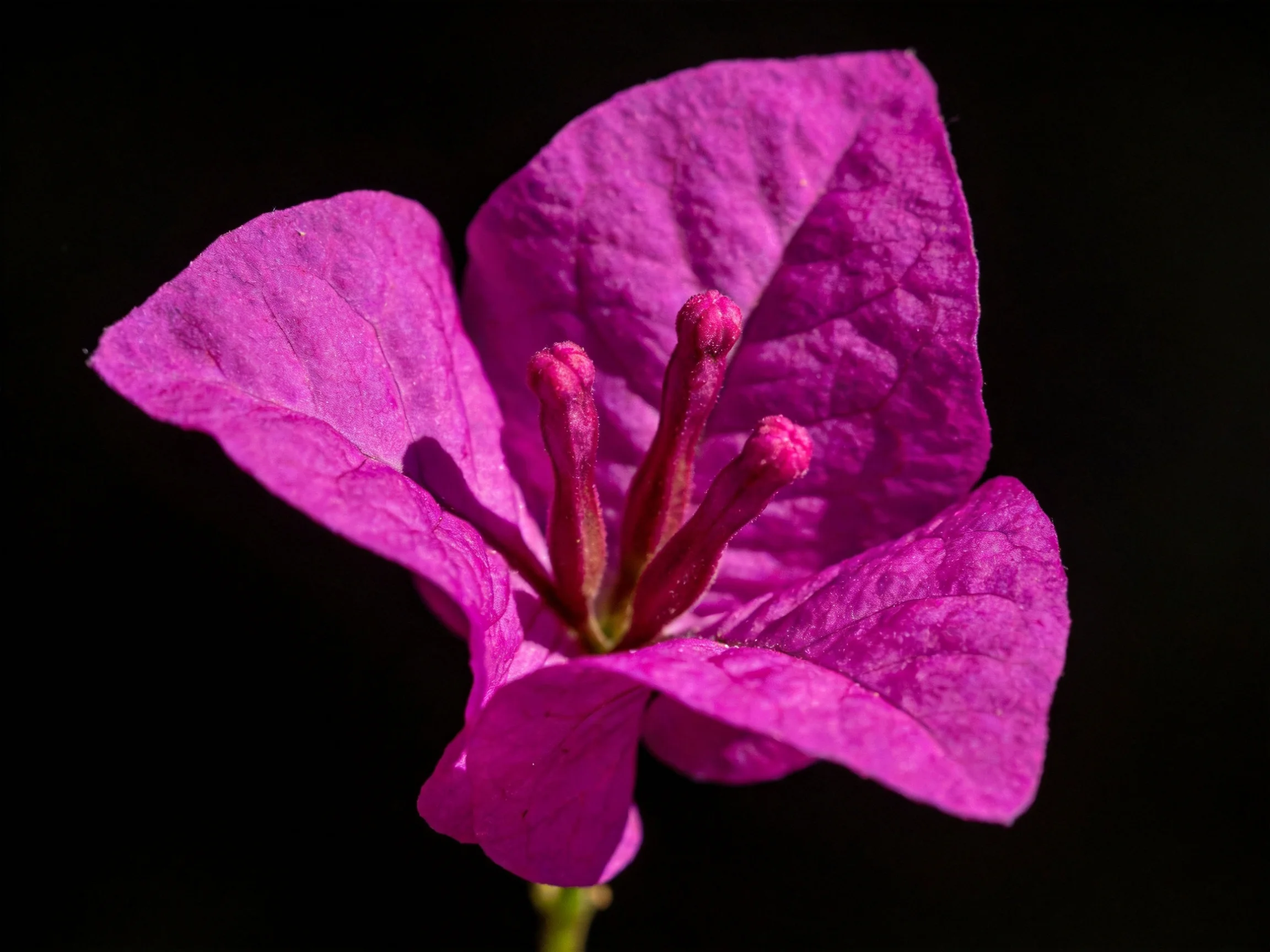 A close - up of a vibrant magenta flower with prominent stamens against a black background