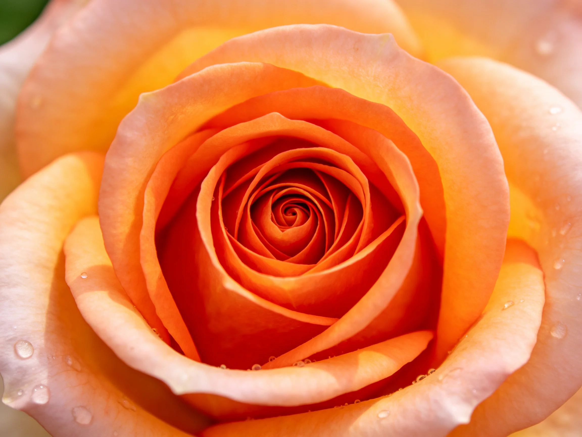 A close - up of a vibrant orange - pink rose with delicate water droplets