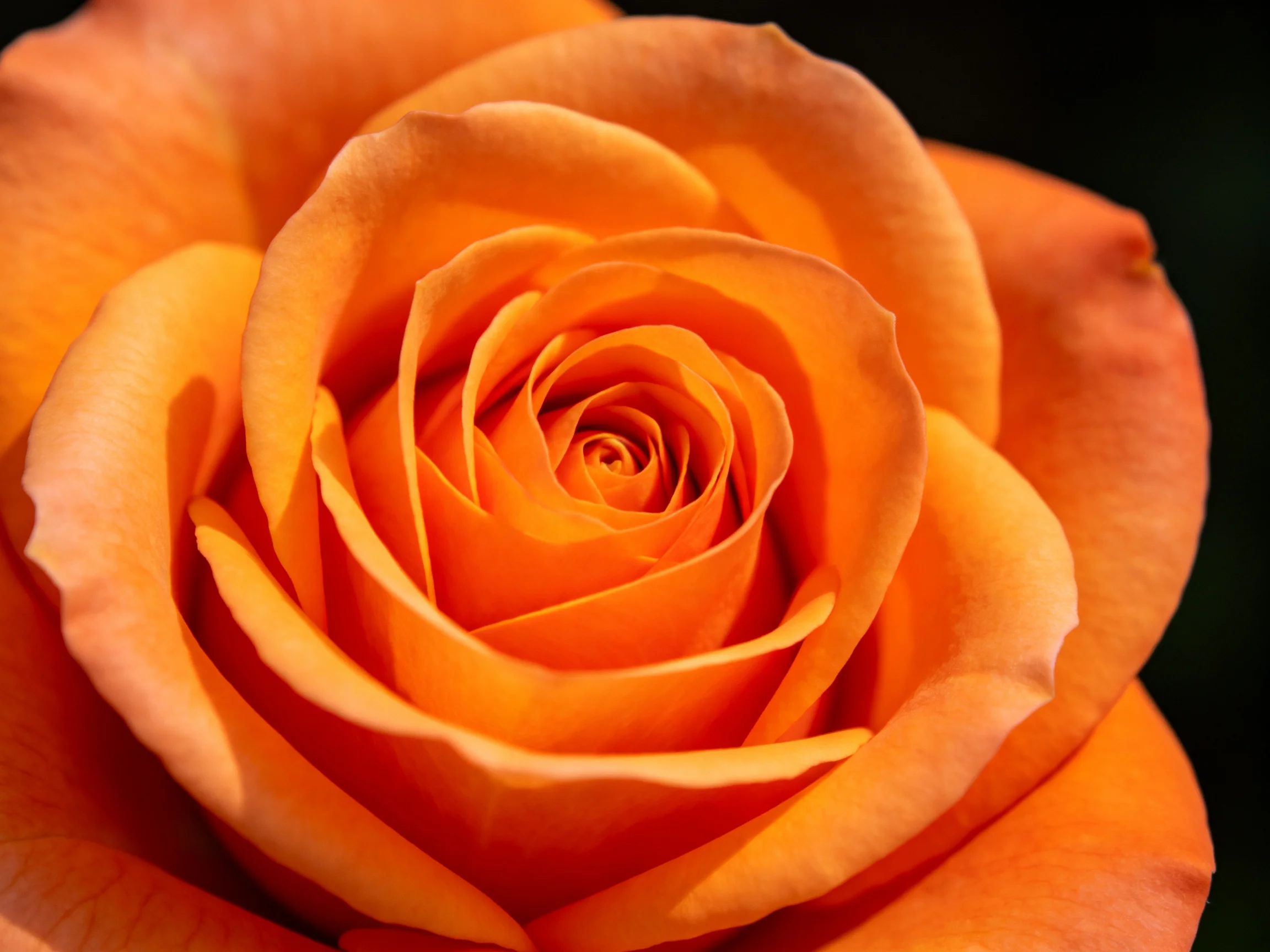 A close - up of a vibrant orange rose with layered petals