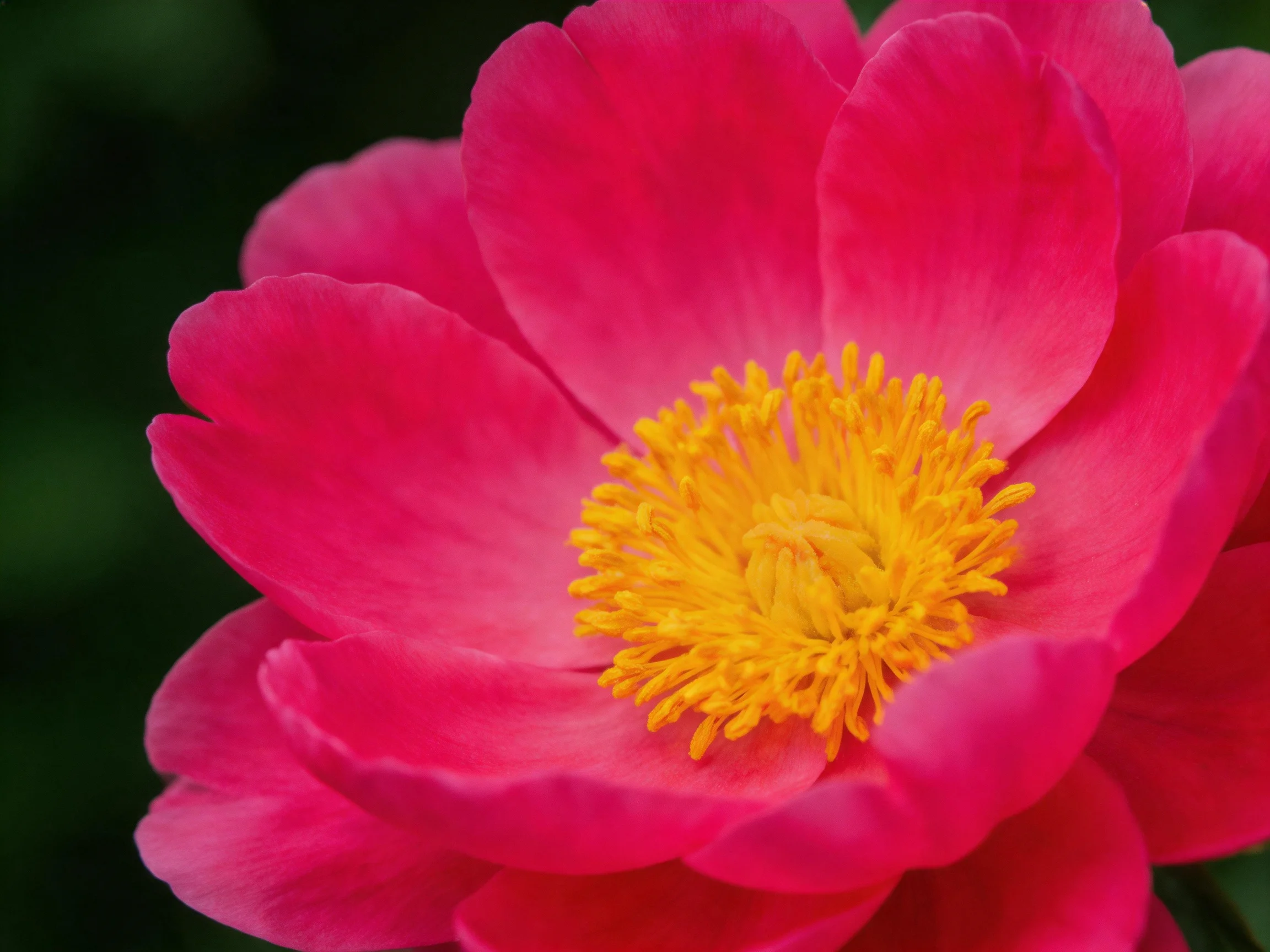 A close - up of a vibrant pink peony with a bright yellow center