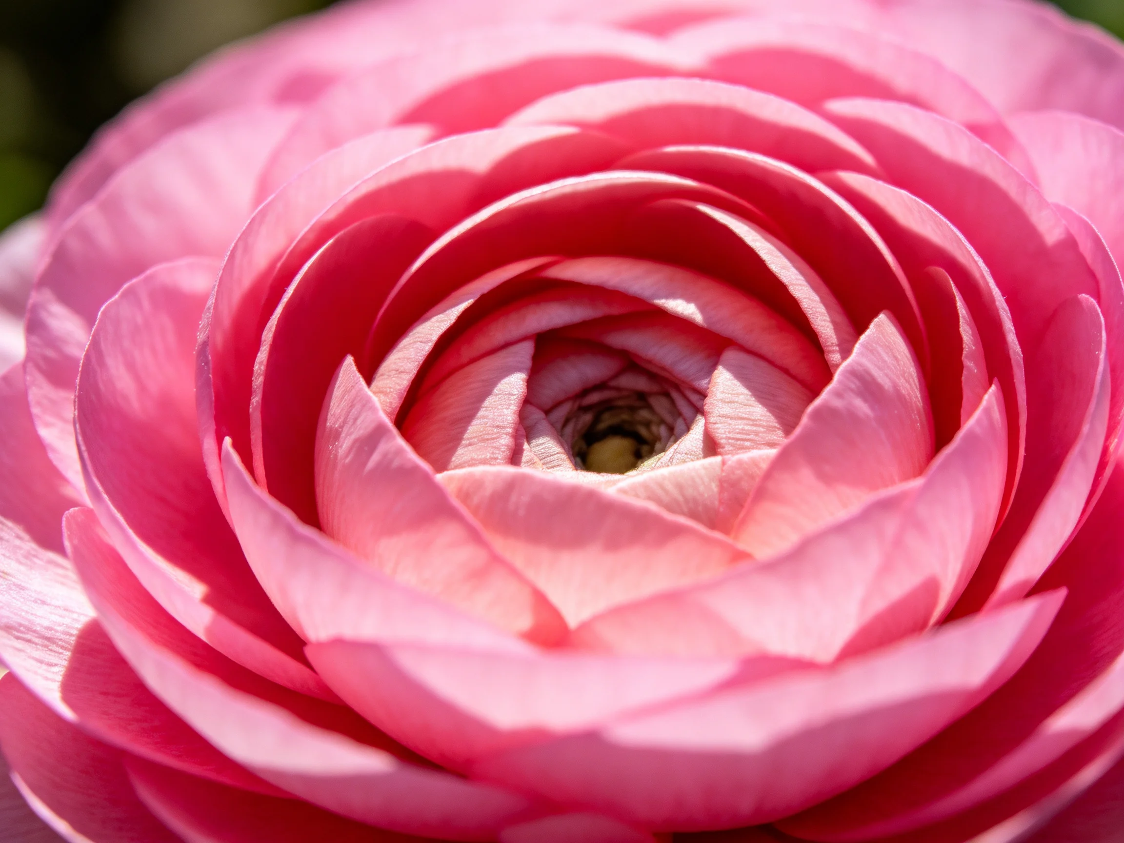 A close - up of a vibrant pink ranunculus flower with layered petals