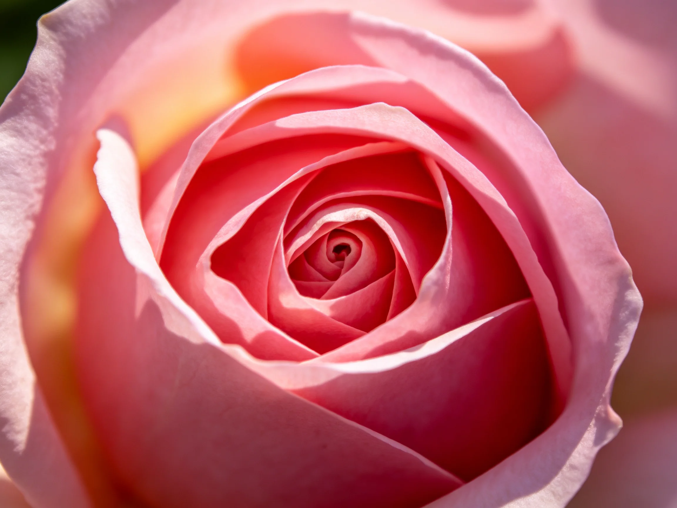 A close - up of a vibrant pink rose with layered petals
