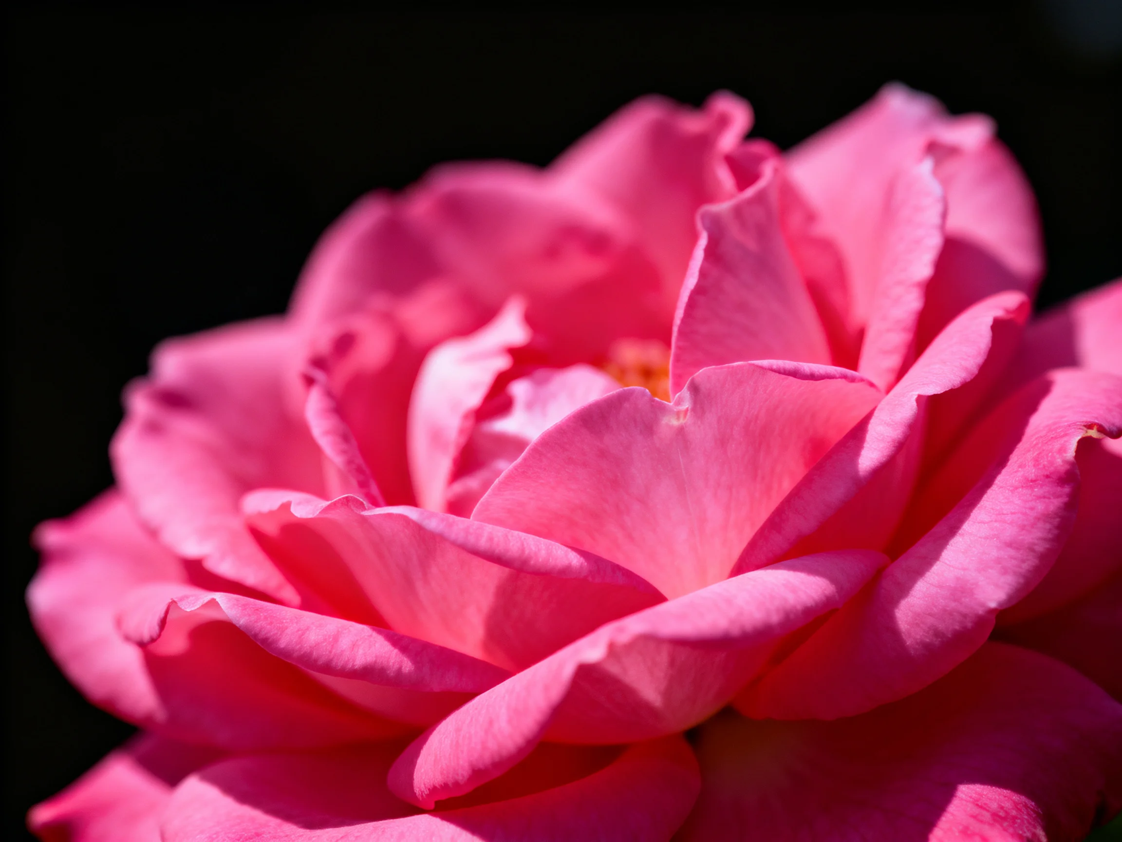 A close-up of a vibrant pink rose with layered petals