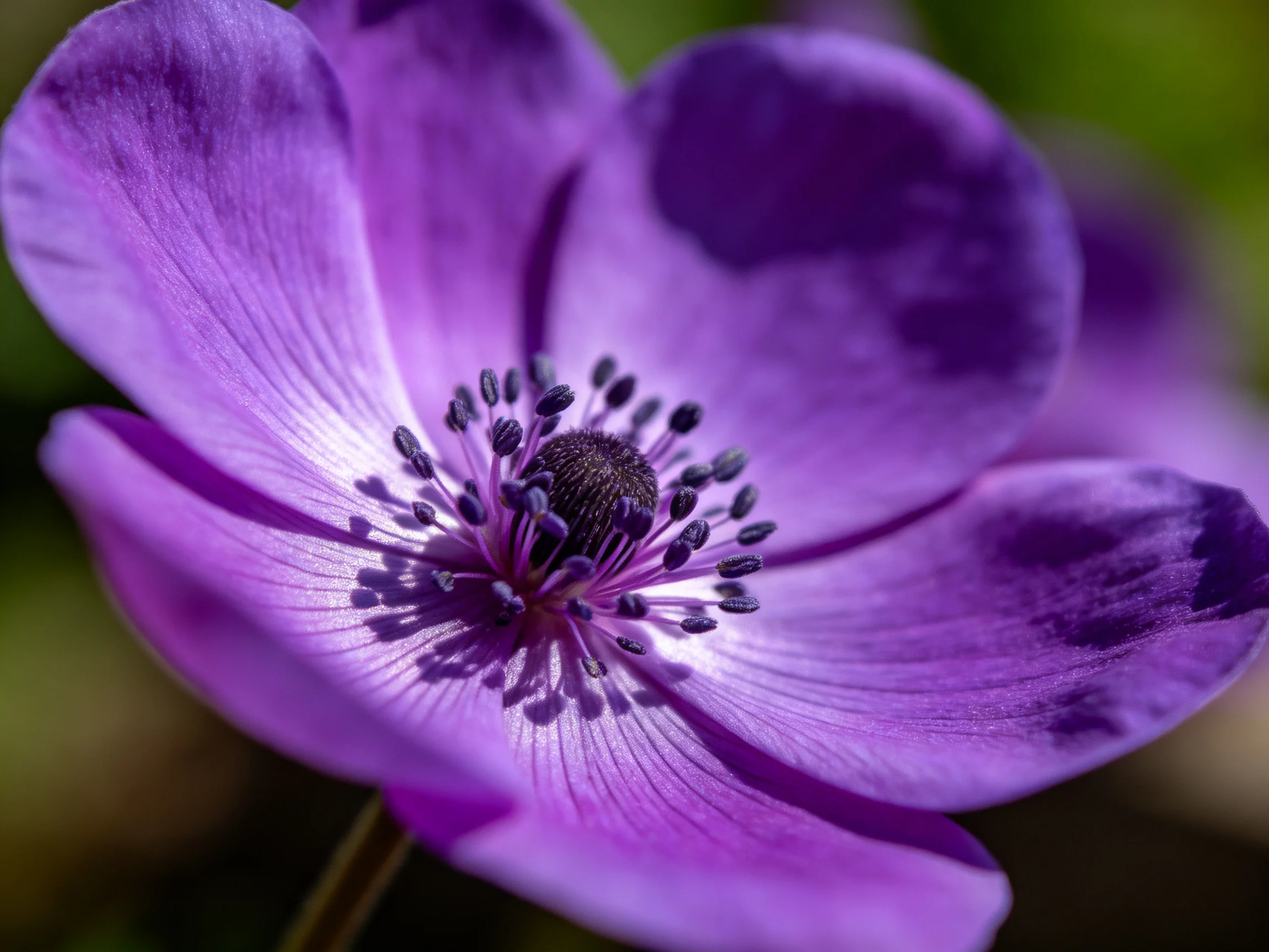 A close - up of a vibrant purple anemone flower with detailed petals
