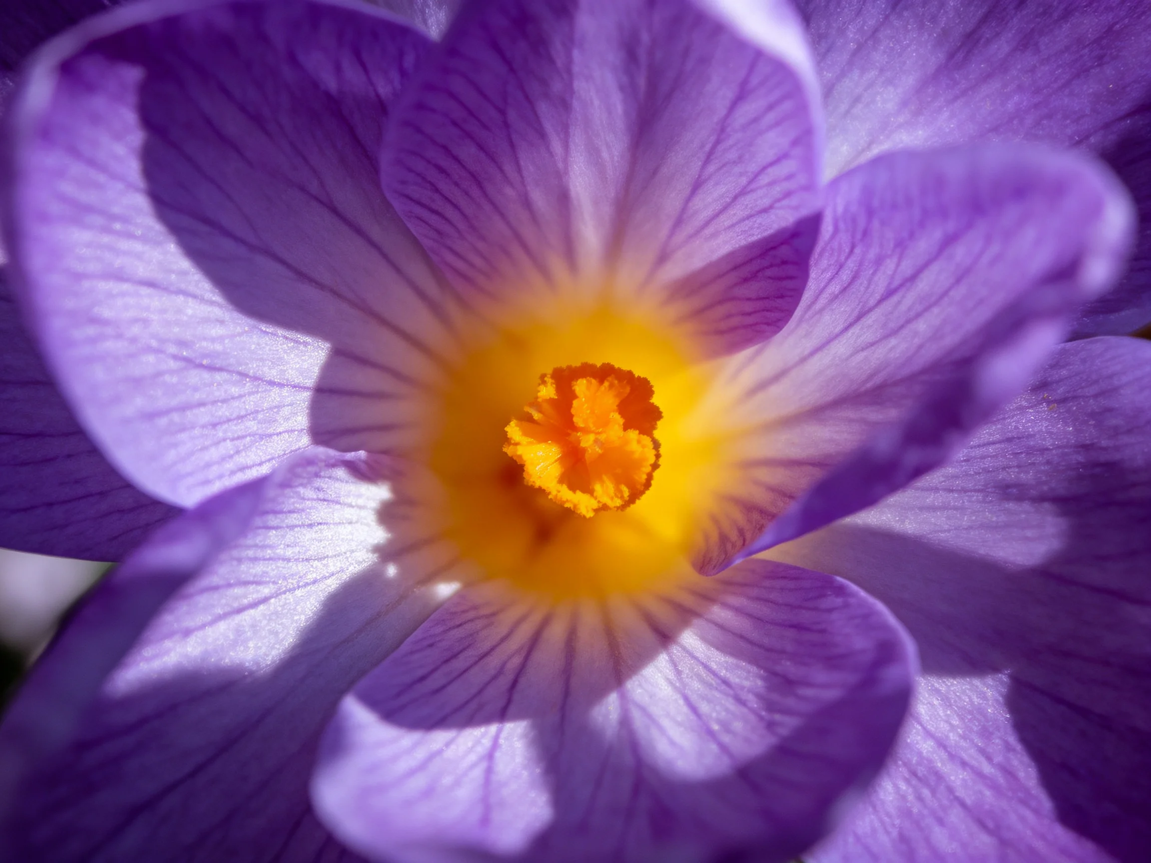 A close - up of a vibrant purple crocus with bright yellow - orange center