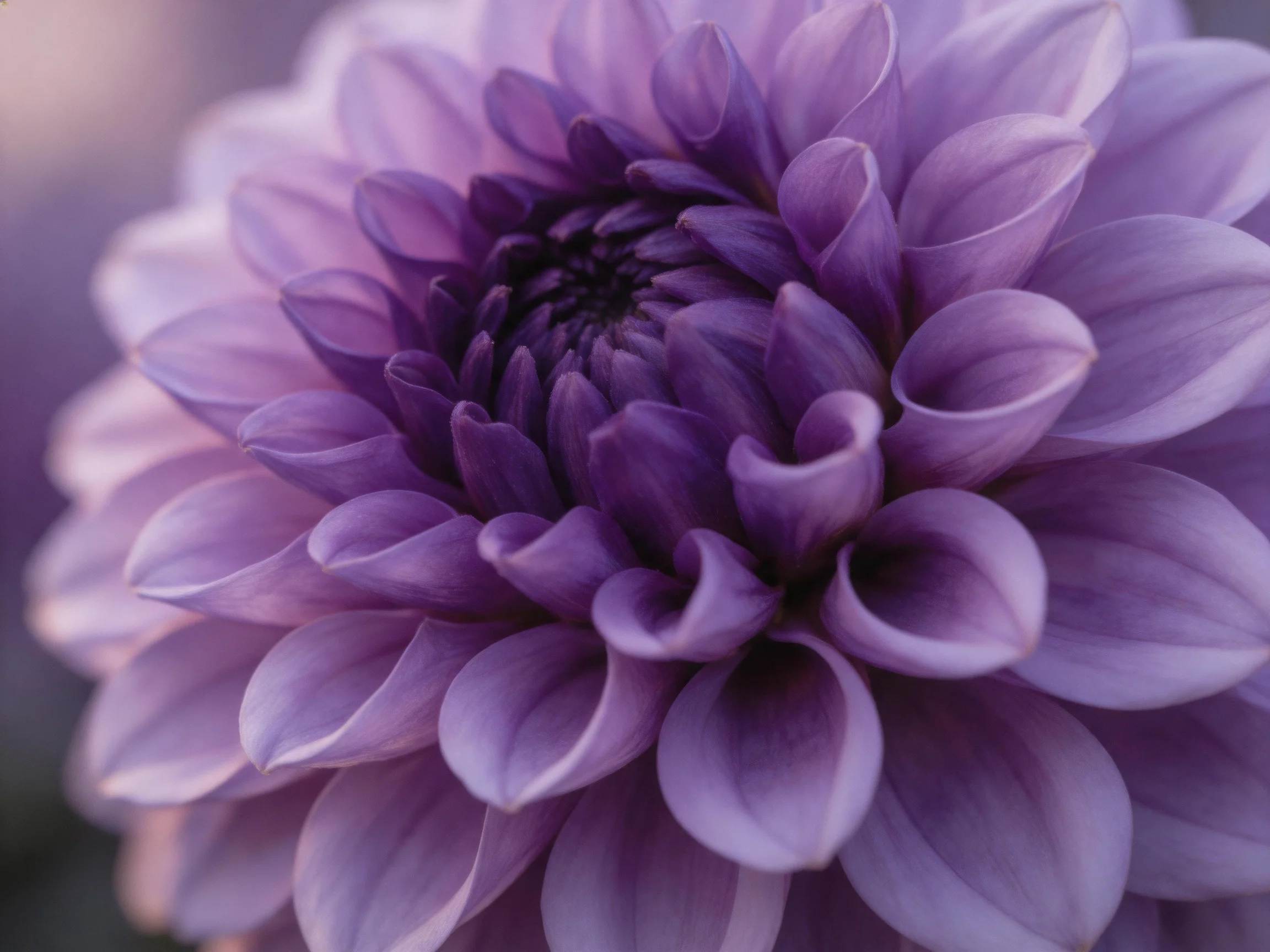 A close - up of a vibrant purple dahlia with layered petals