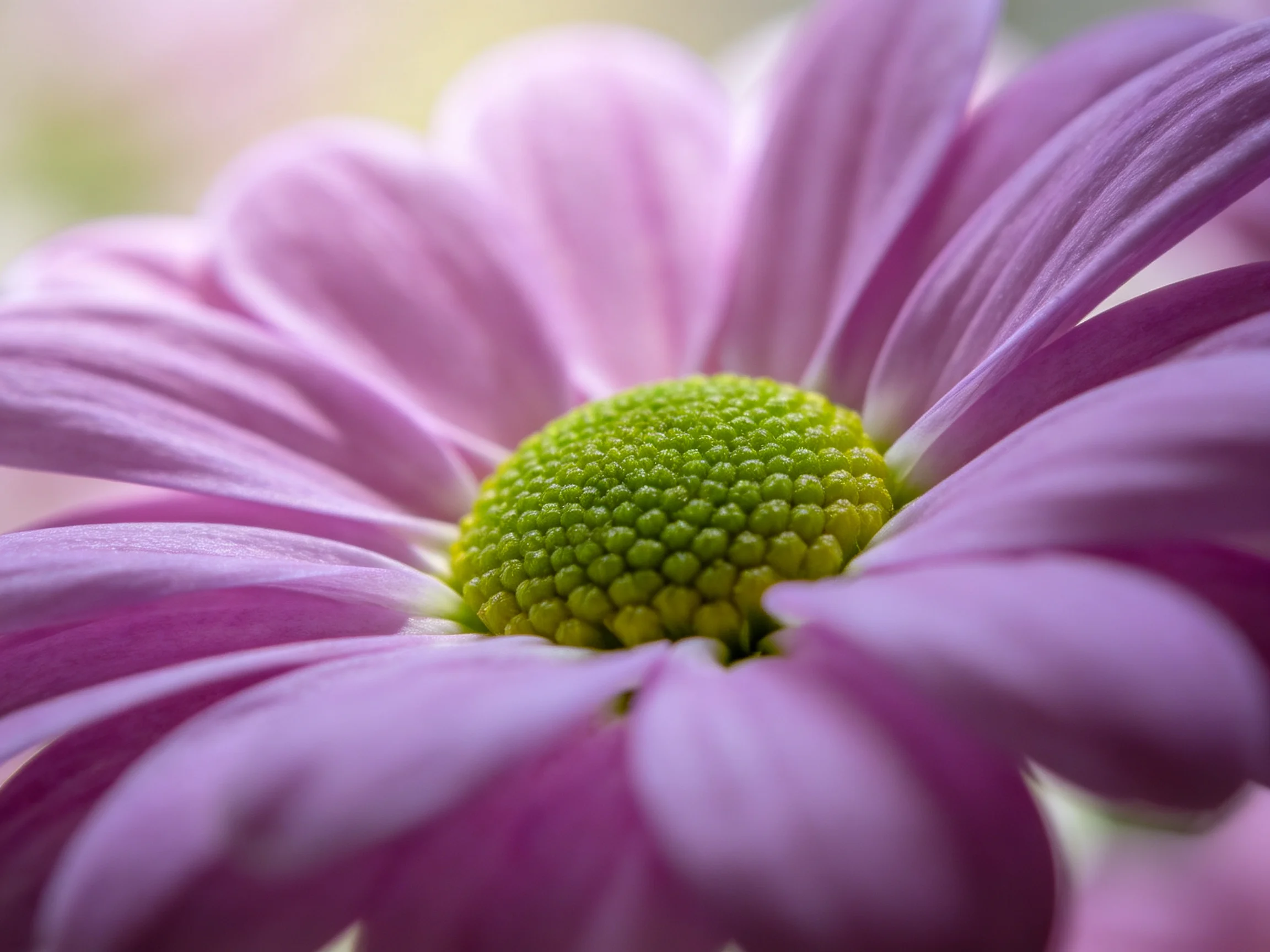 A close - up of a vibrant purple daisy with a textured green center