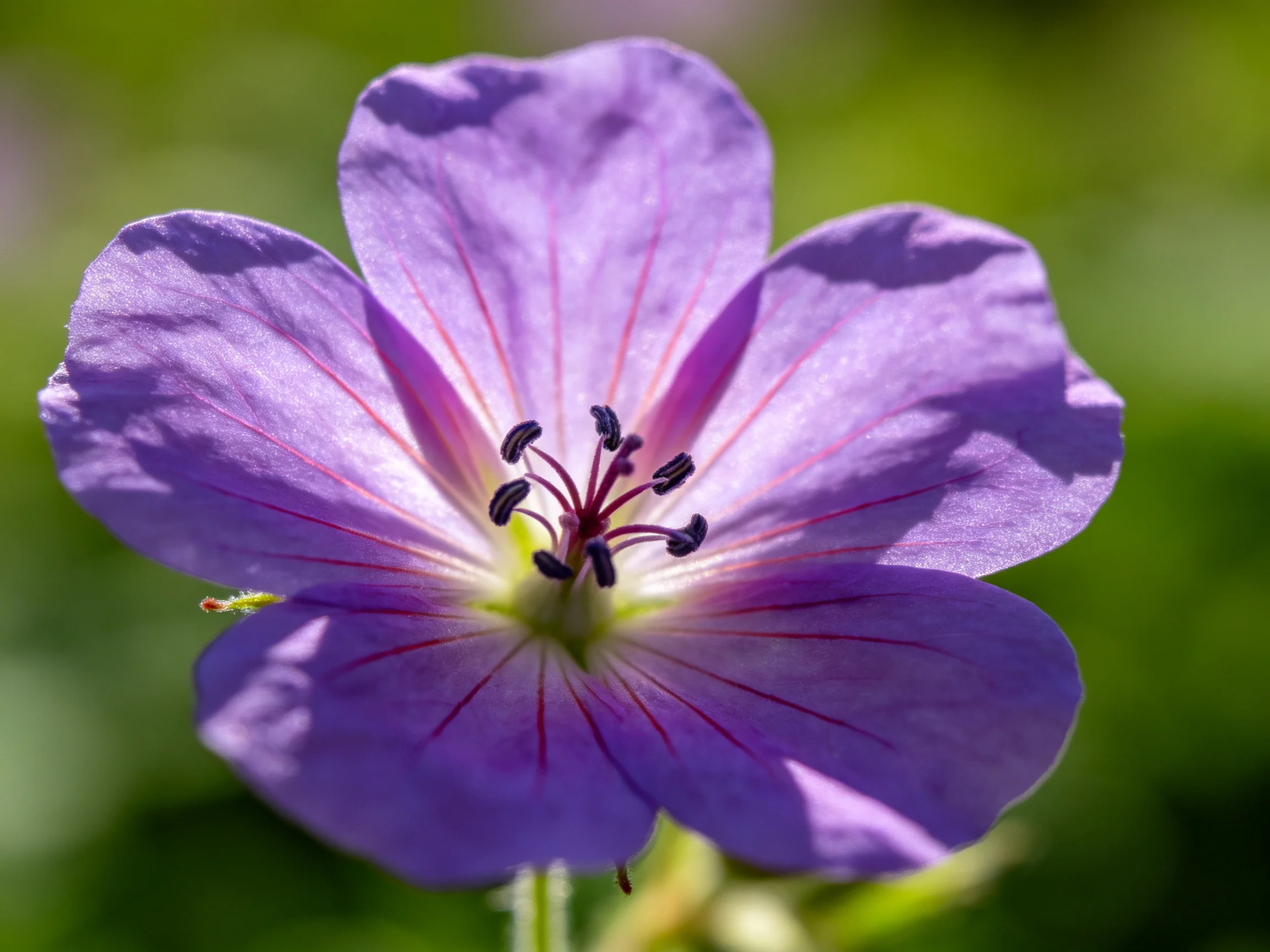 A close - up highlights a vibrant purple flower with visible petal and center details.