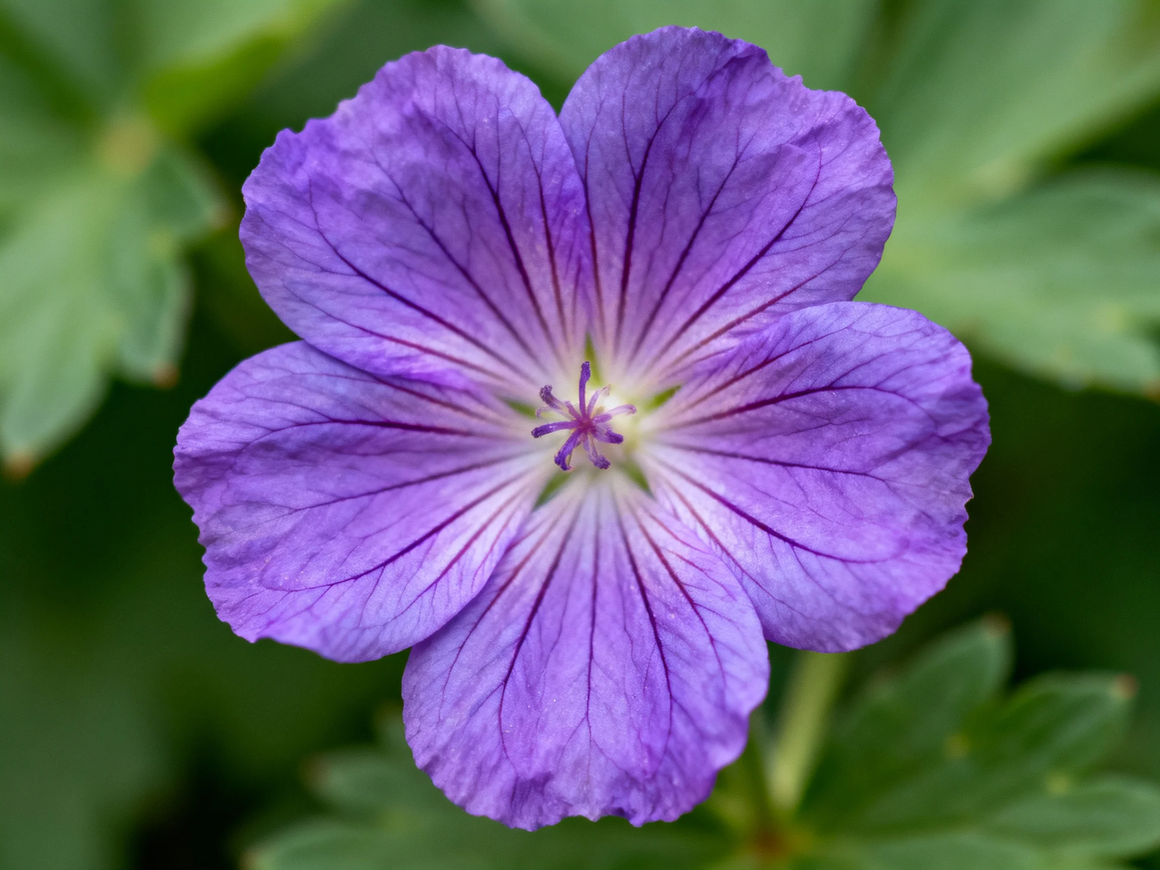A close - up of a vibrant purple flower with veined petals