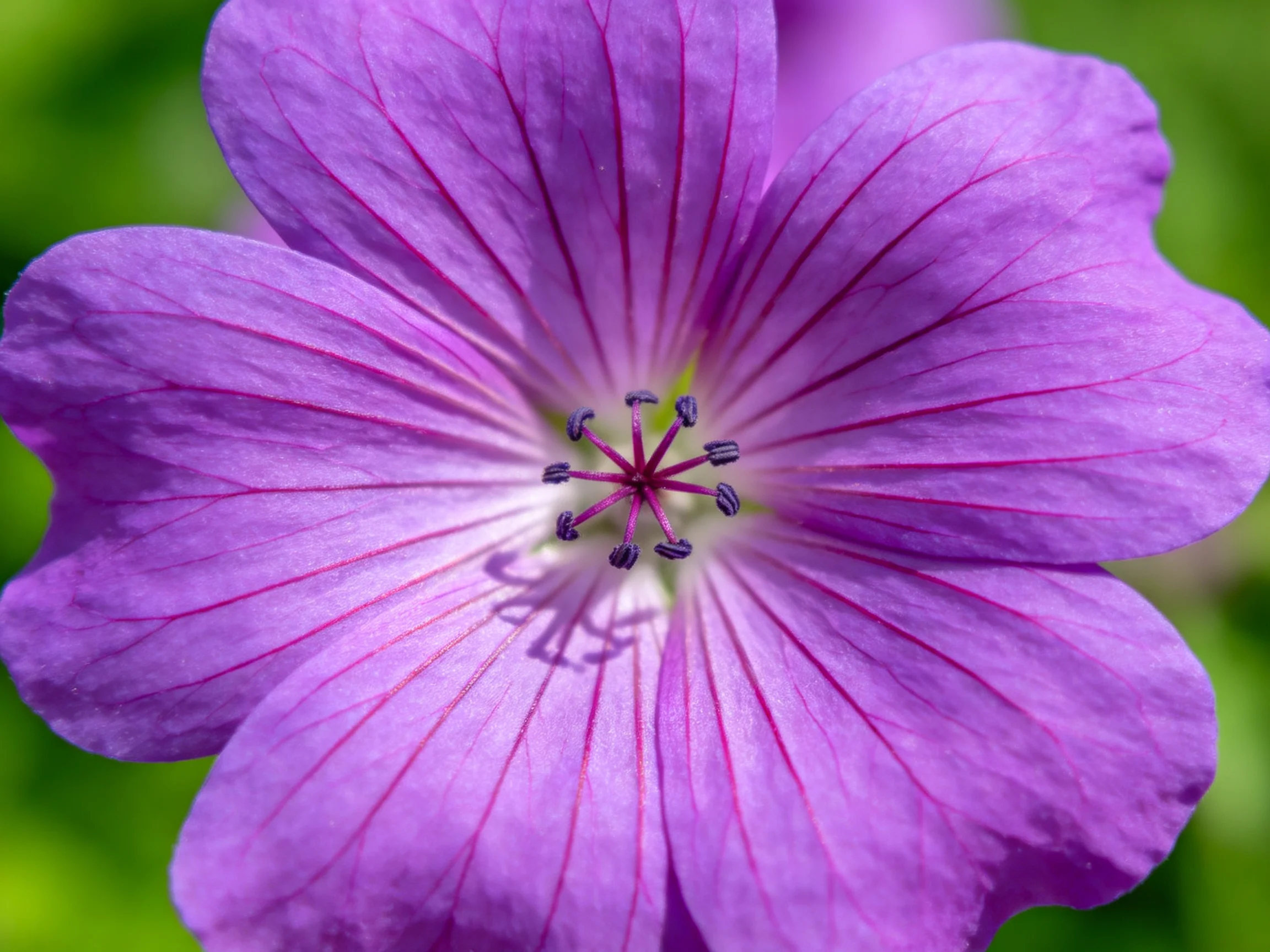 A close - up of a vibrant purple geranium flower with distinct petal patterns