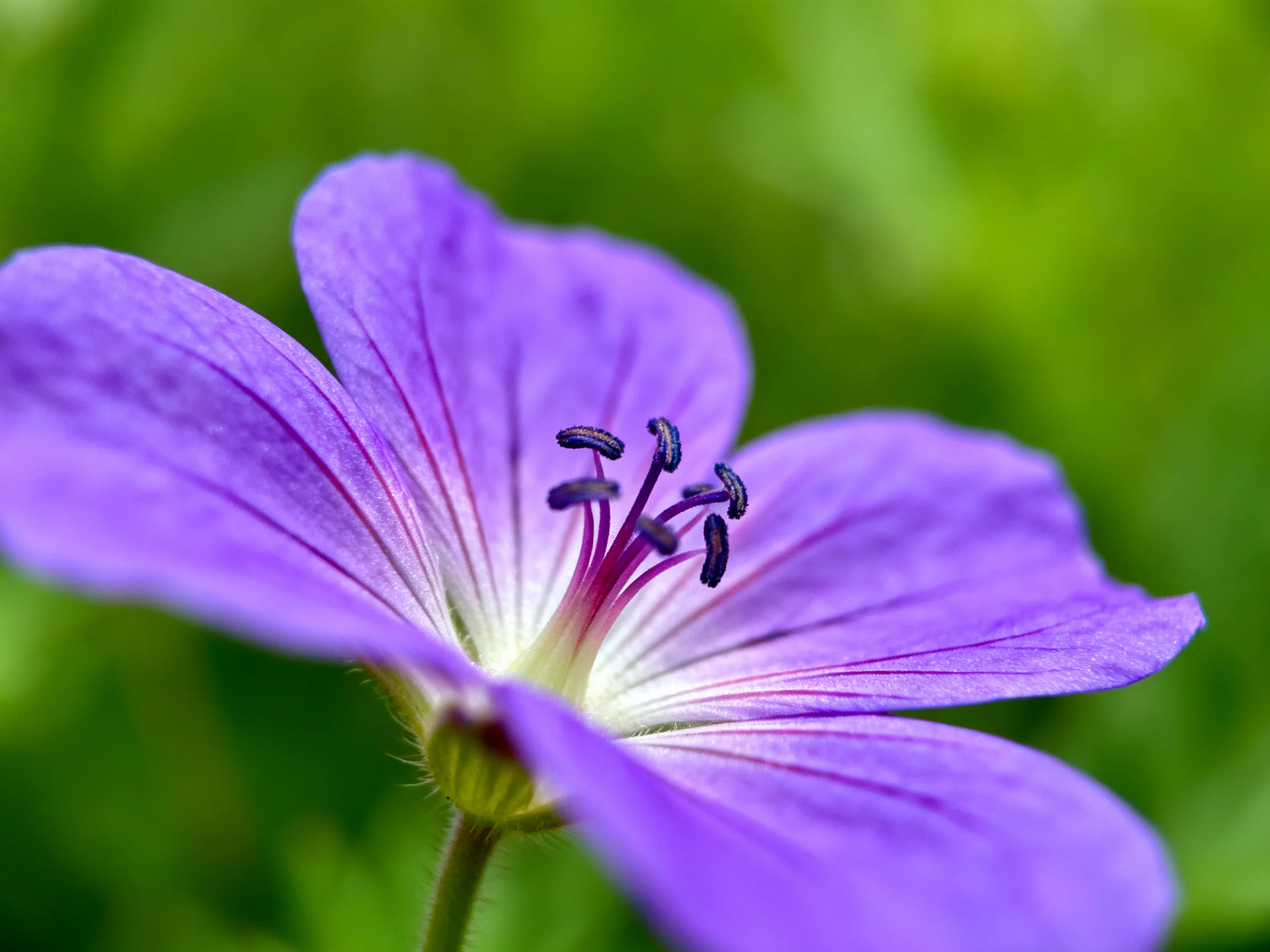 A close - up of a vibrant purple geranium with prominent stamens