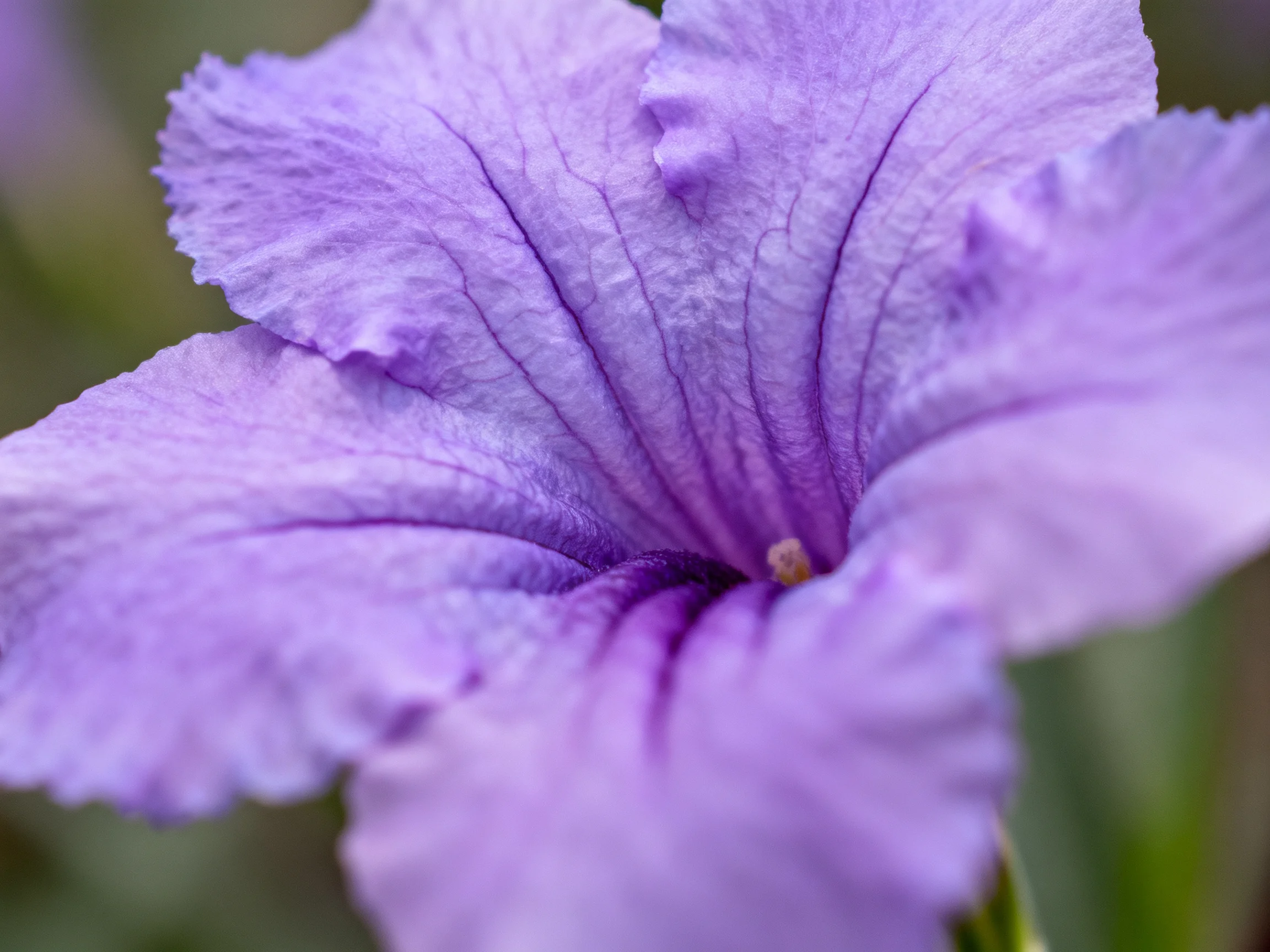 A close - up of a vibrant purple petunia with ruffled petals