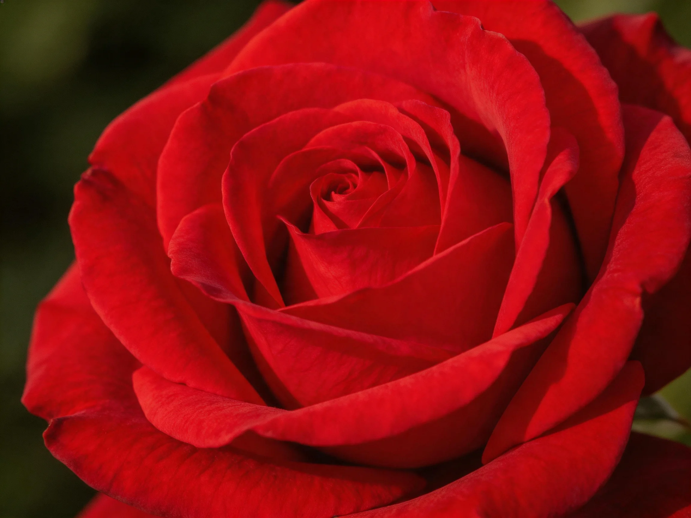 A close - up of a vibrant red rose with layered petals