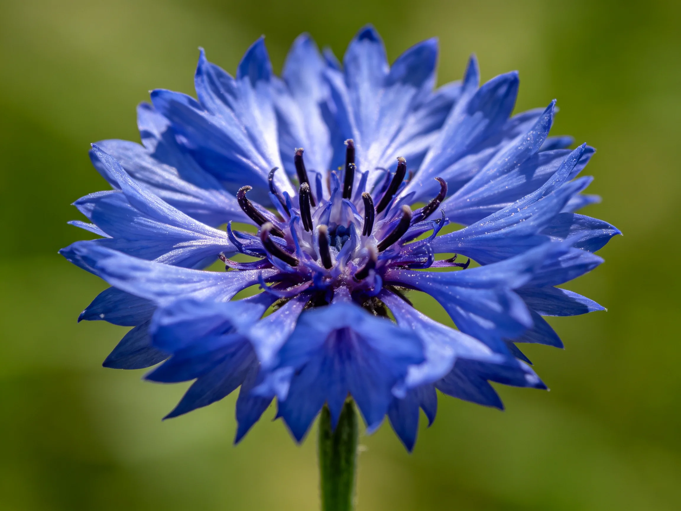 A close - up of a vivid blue cornflower with layered petals