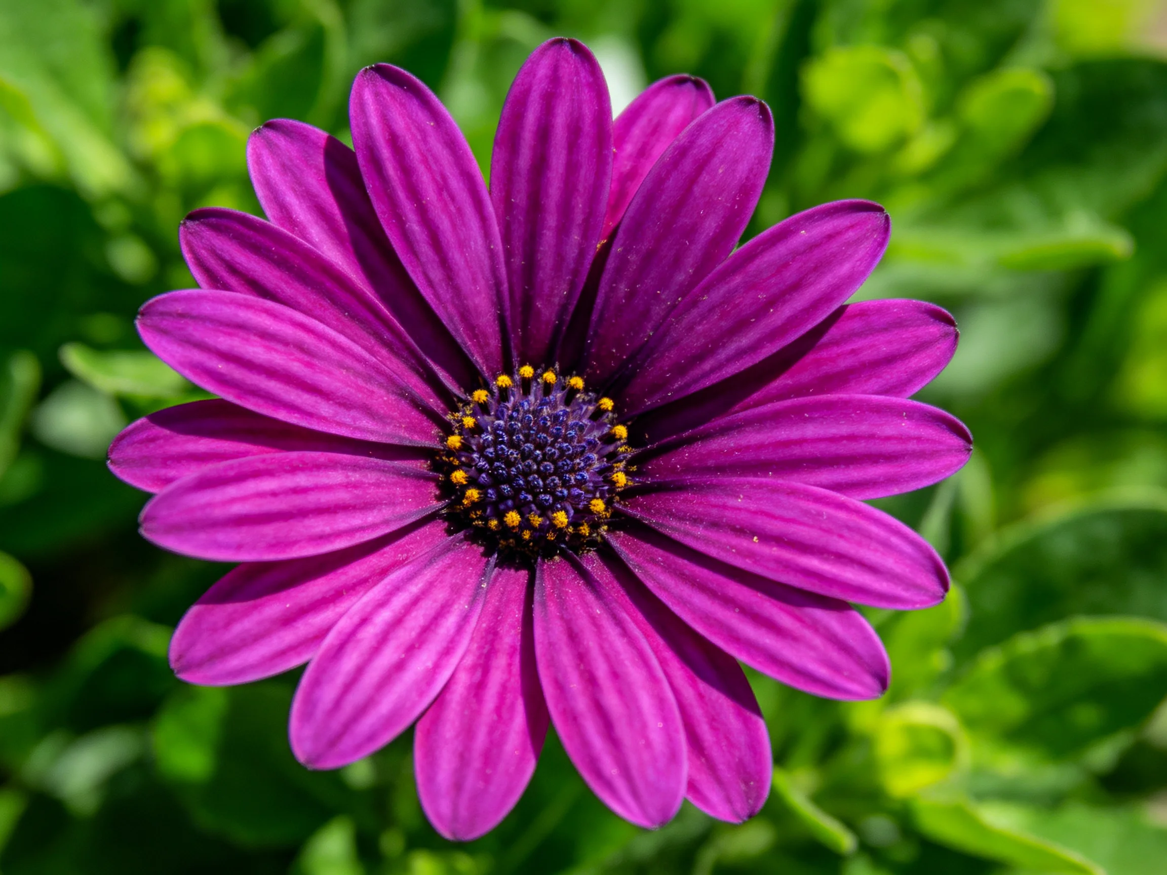 A close - up of a vivid purple daisy with green foliage backdrop