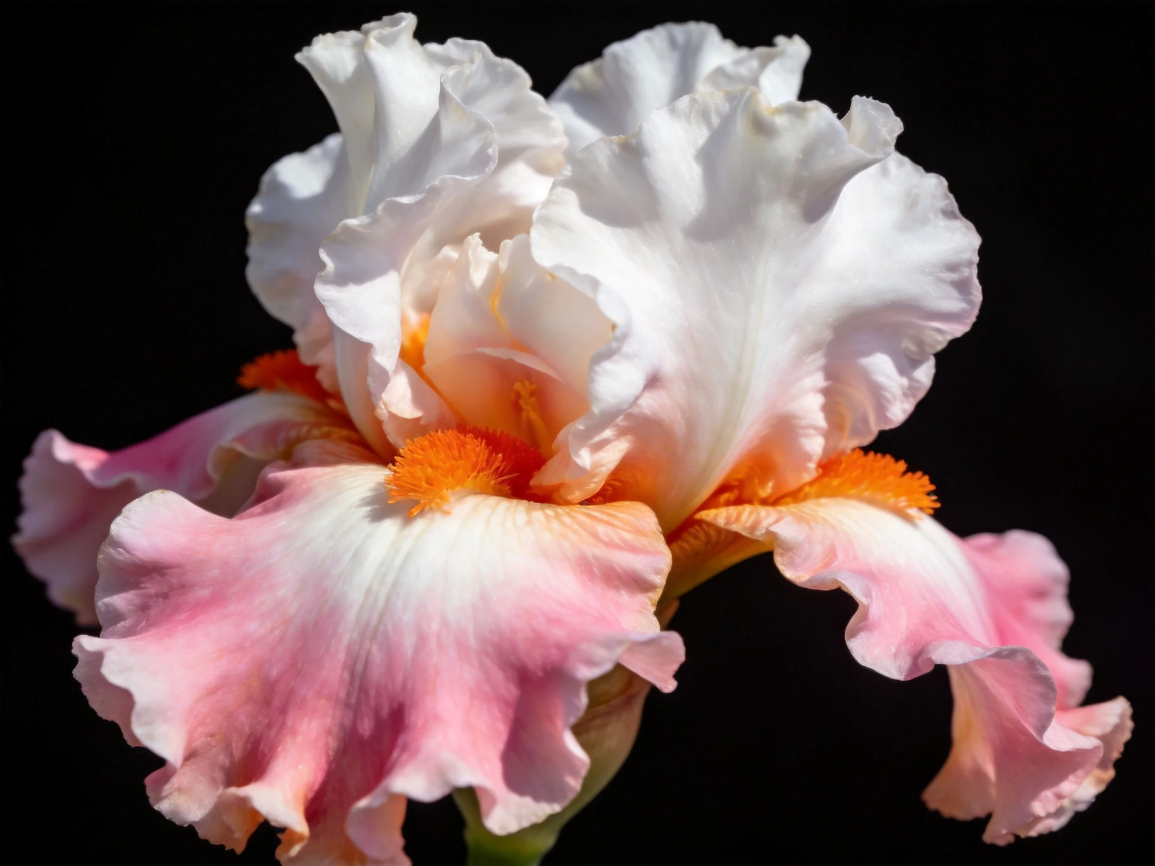 A close - up of an iris flower with white, pink, and orange petals.